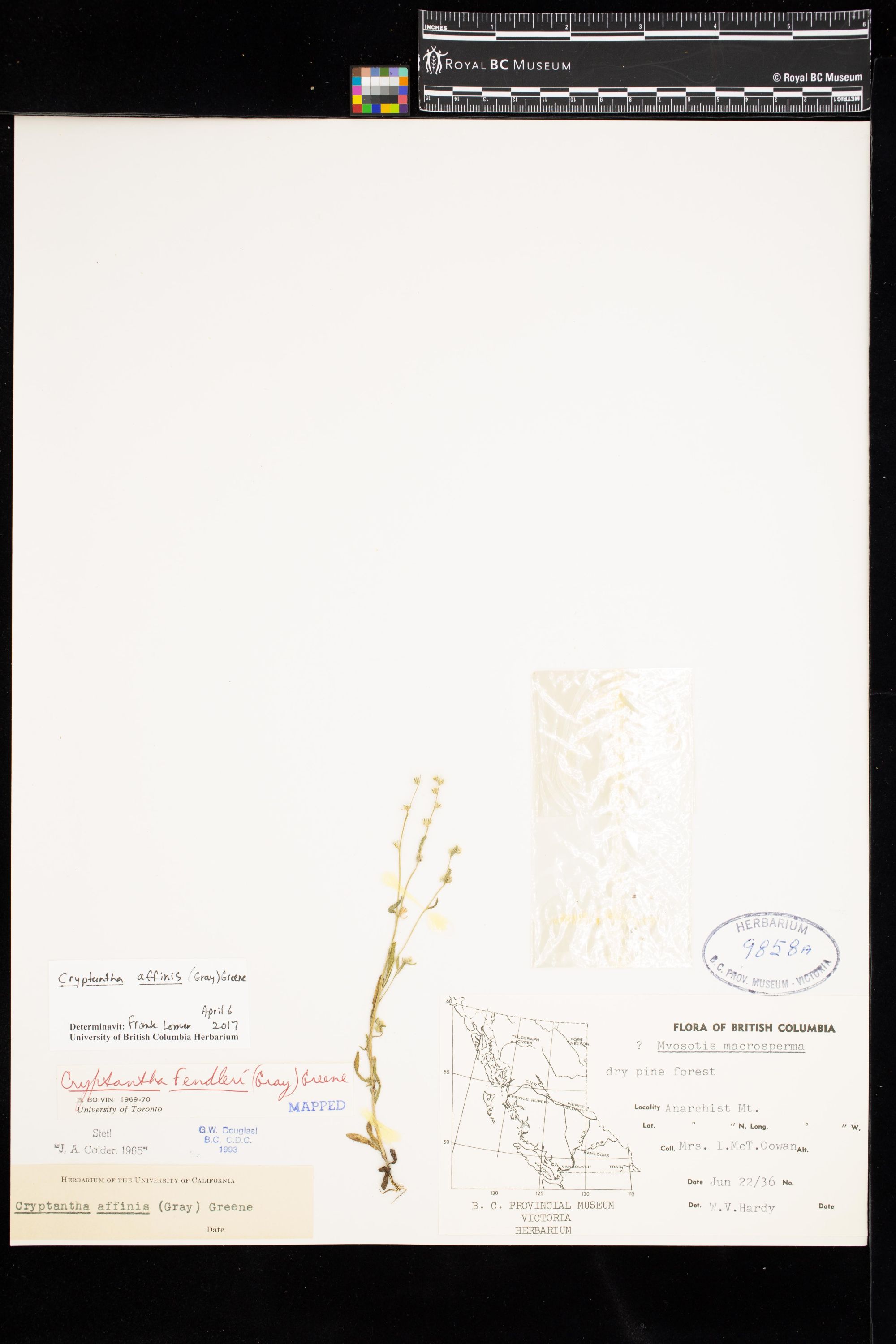 Image representing Cryptantha affinis.