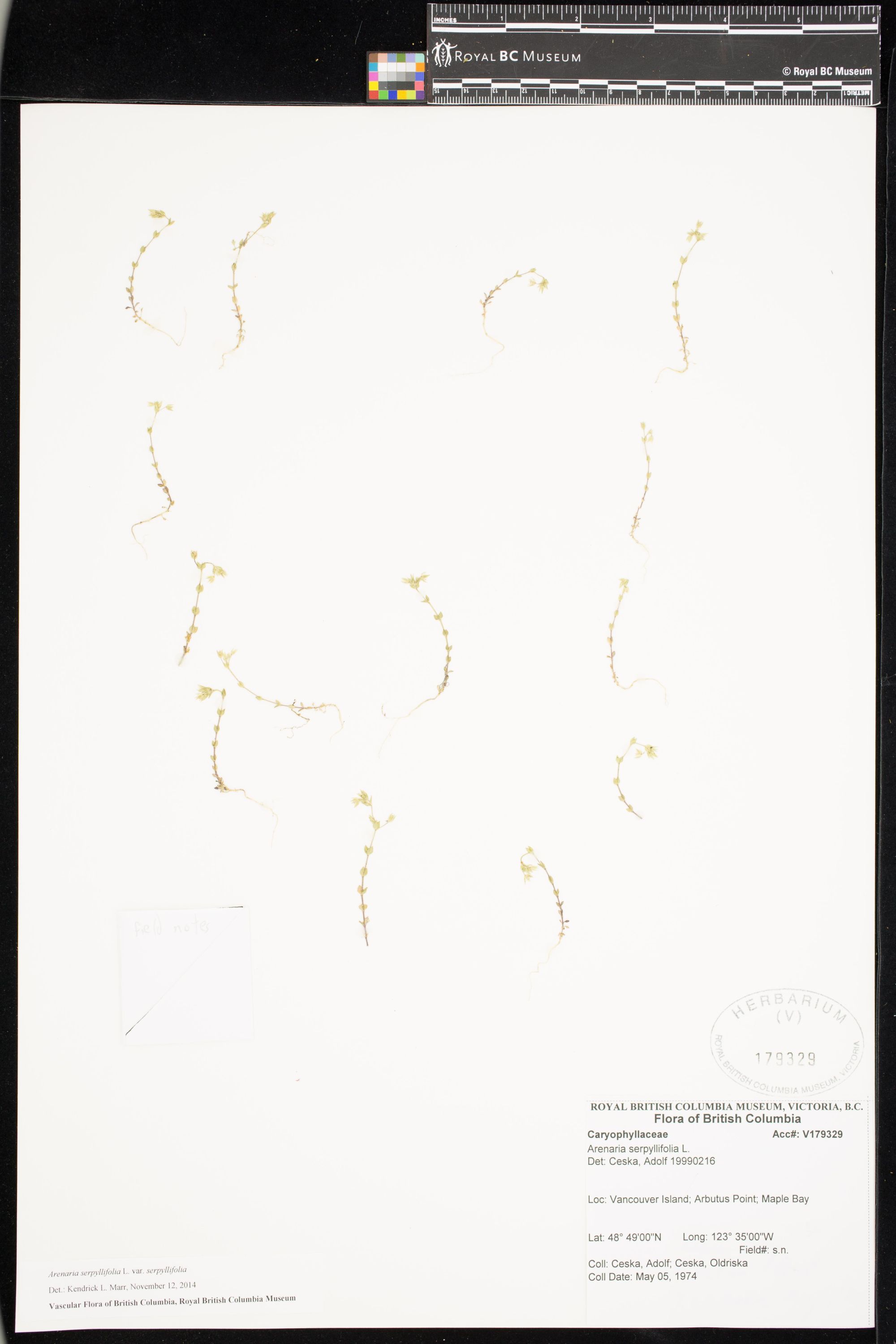 Image representing Arenaria serpyllifolia var. serpyllifolia.