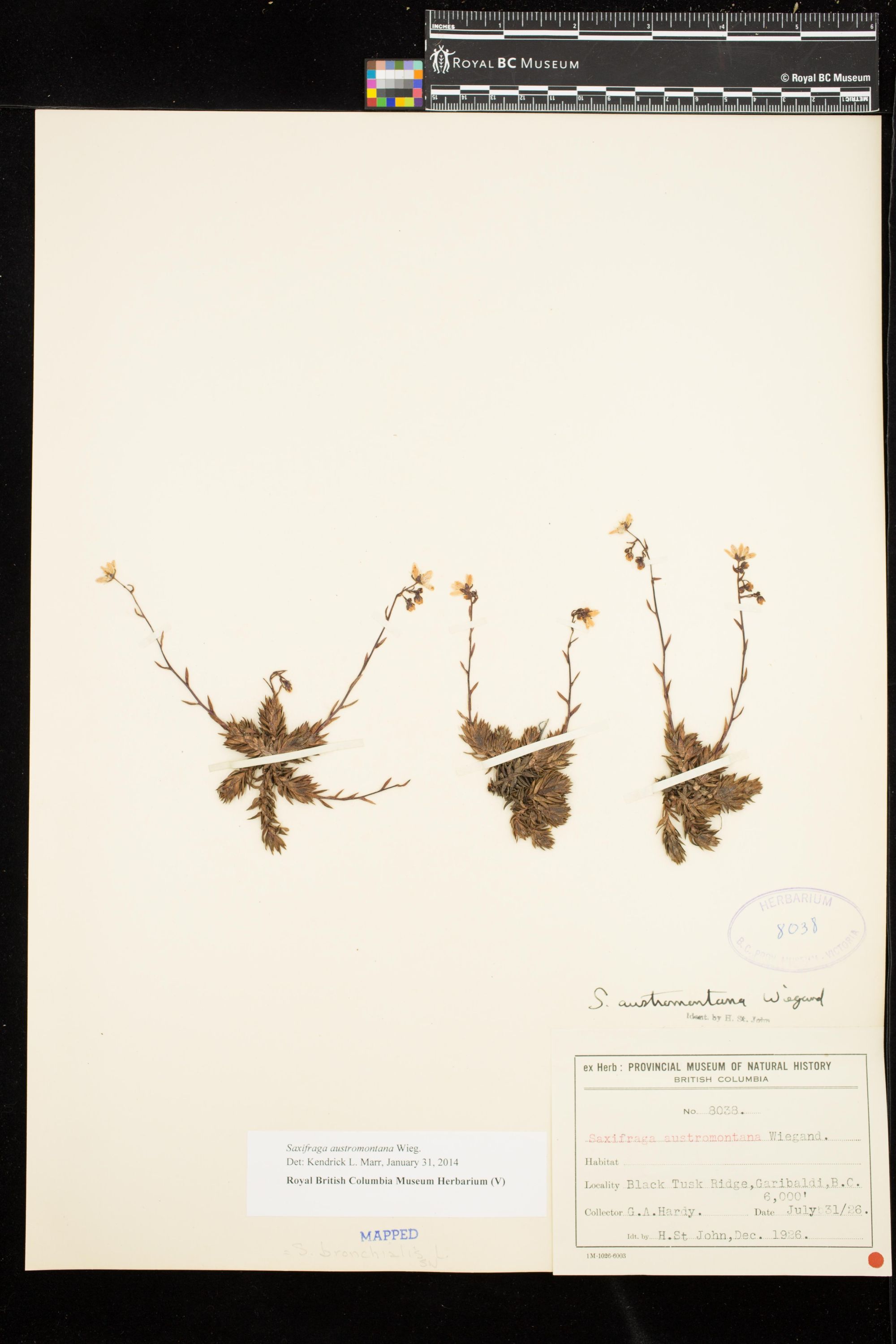 Image representing Saxifraga austromontana.