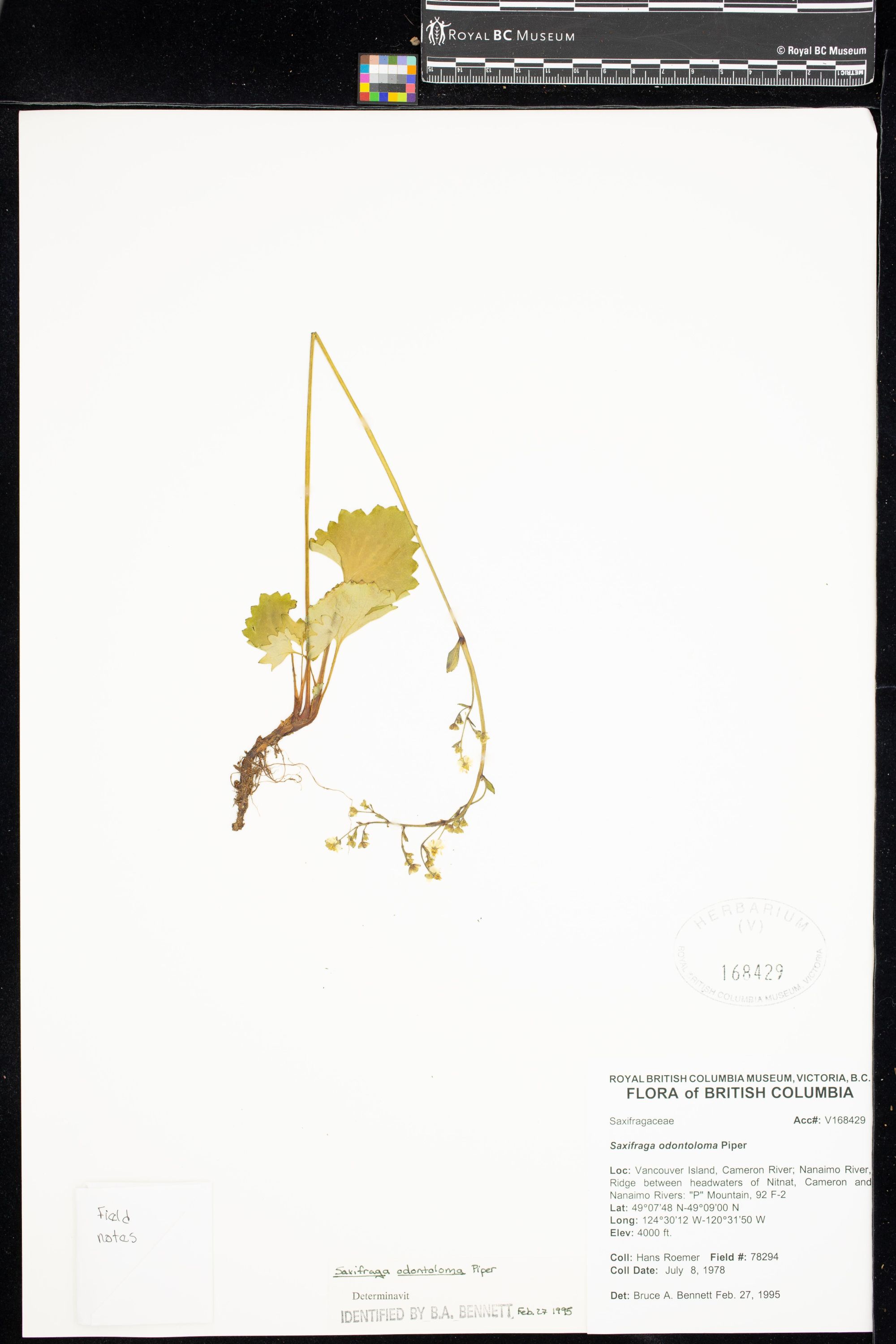 Image representing Saxifraga odontoloma.