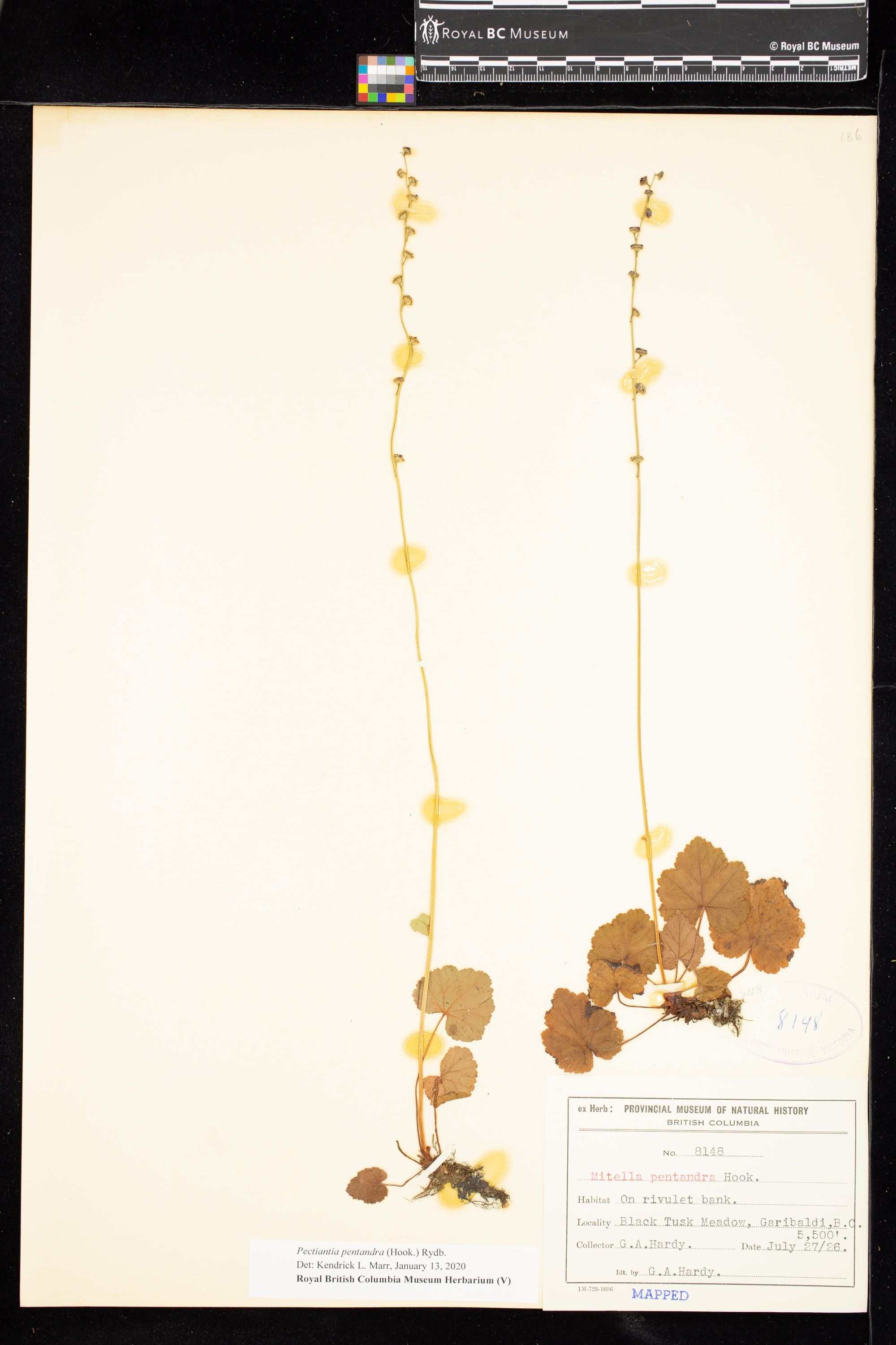 Image representing Pectiantia pentandra.