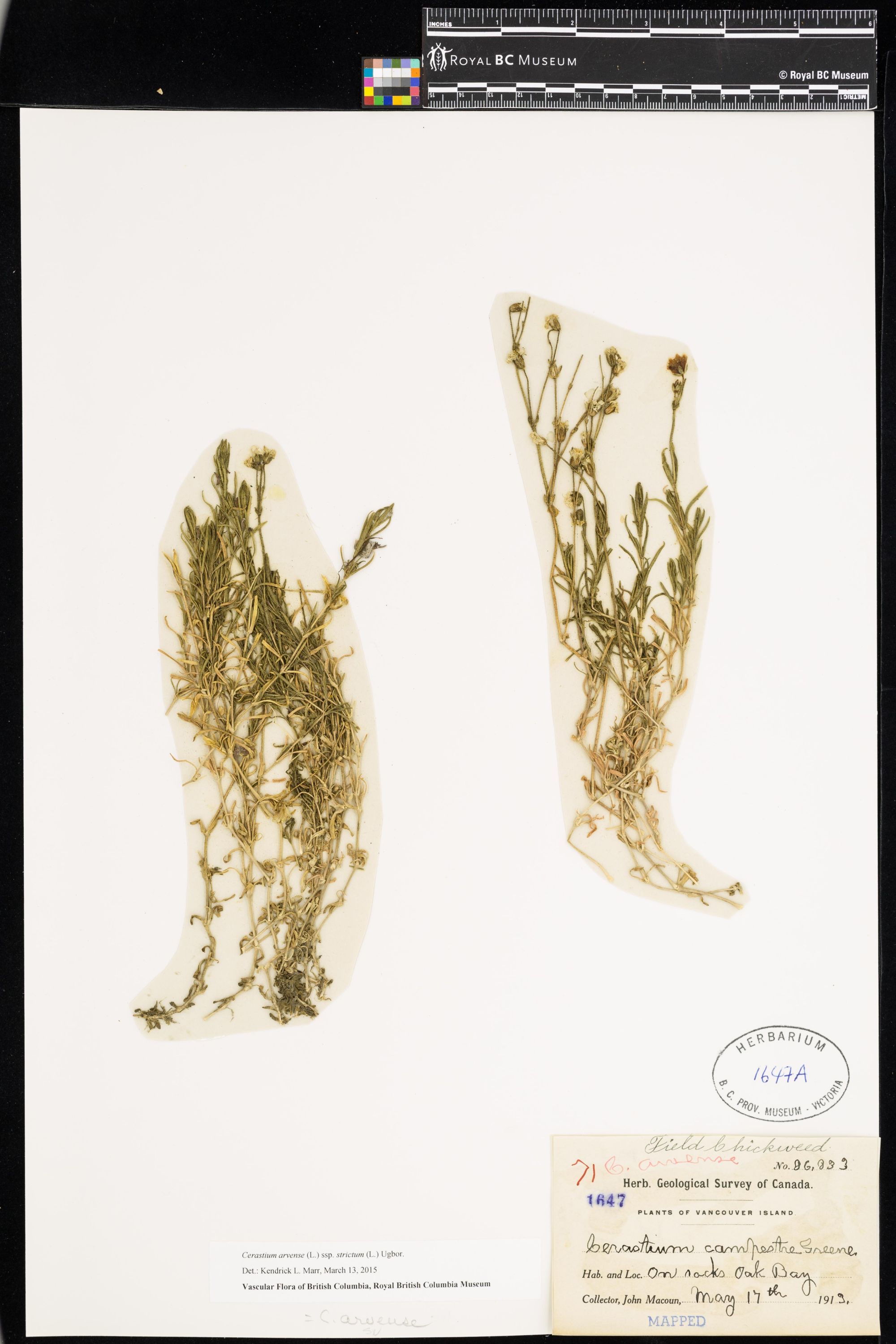 Image représentant Cerastium arvense ssp. strictum