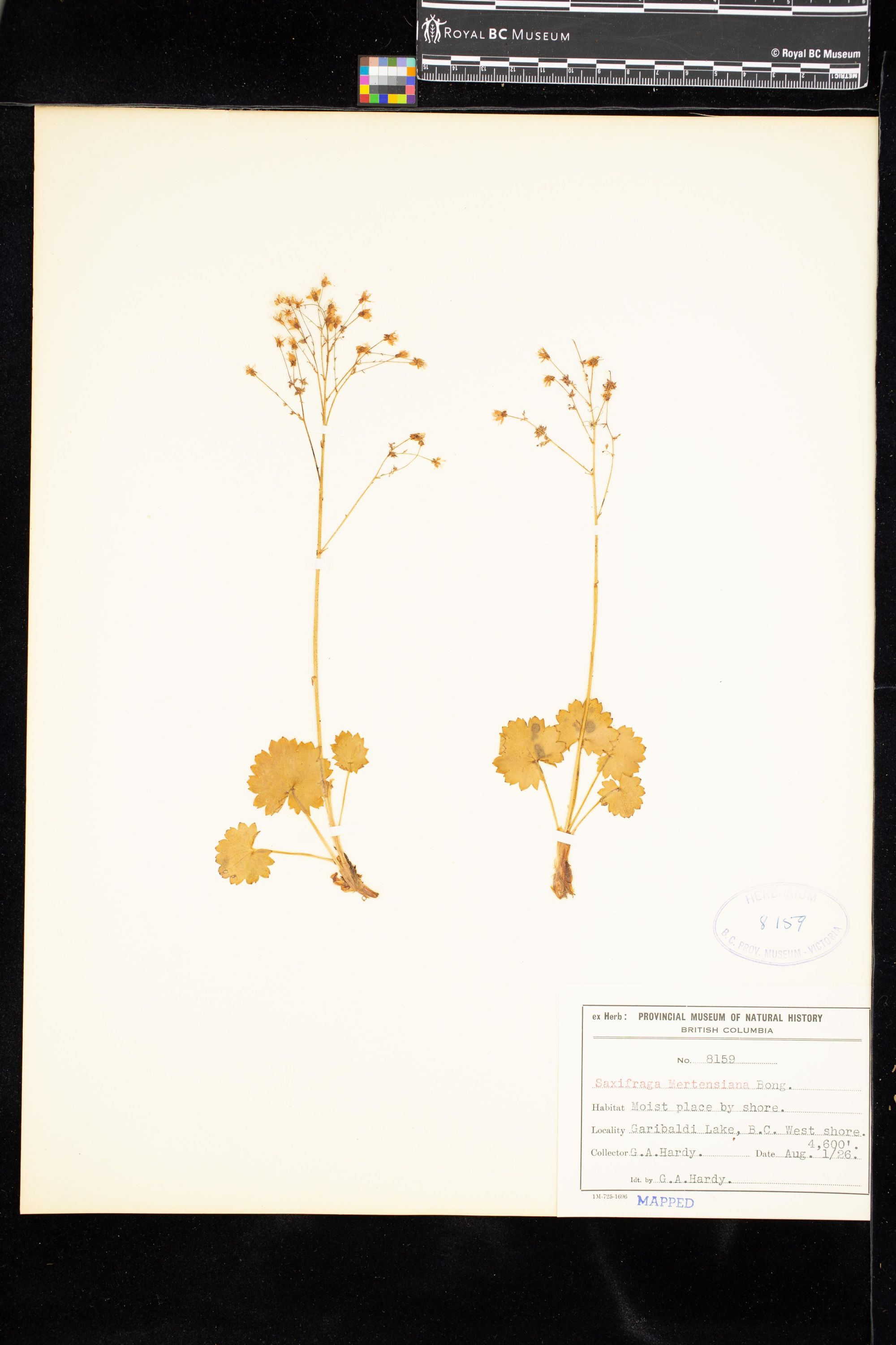 Image representing Saxifraga mertensiana.