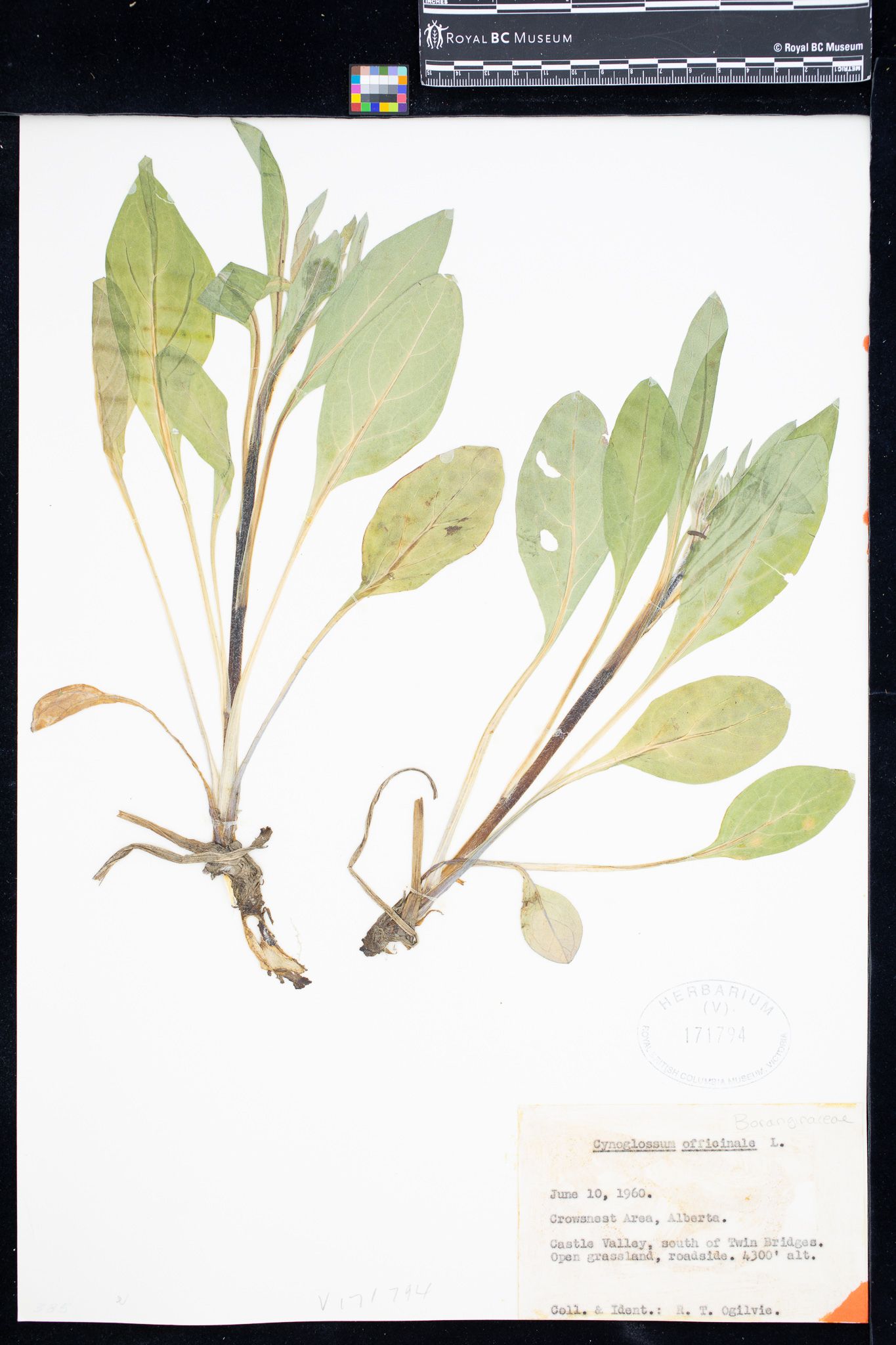 Image representing Cynoglossum officinale.