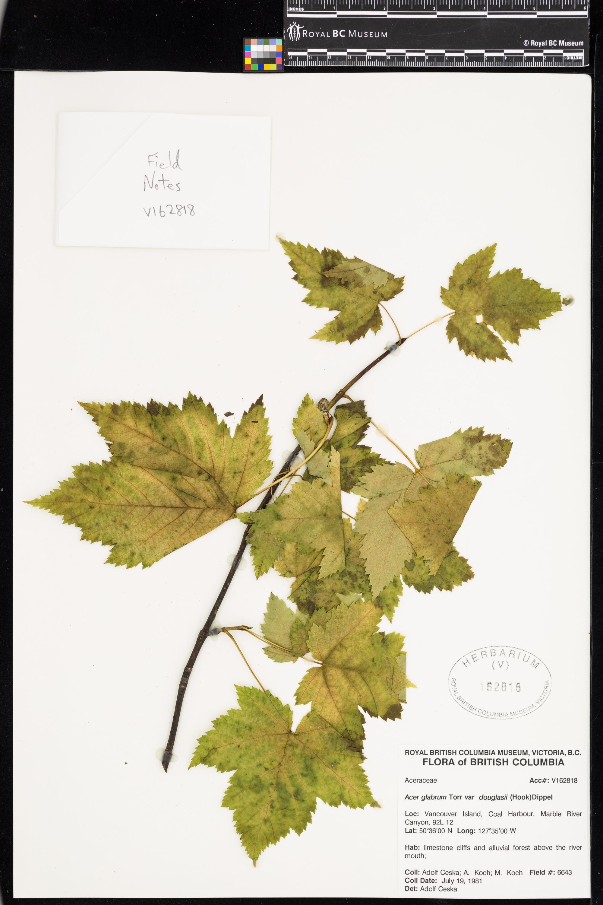 Image representing Acer glabrum var. douglasii.