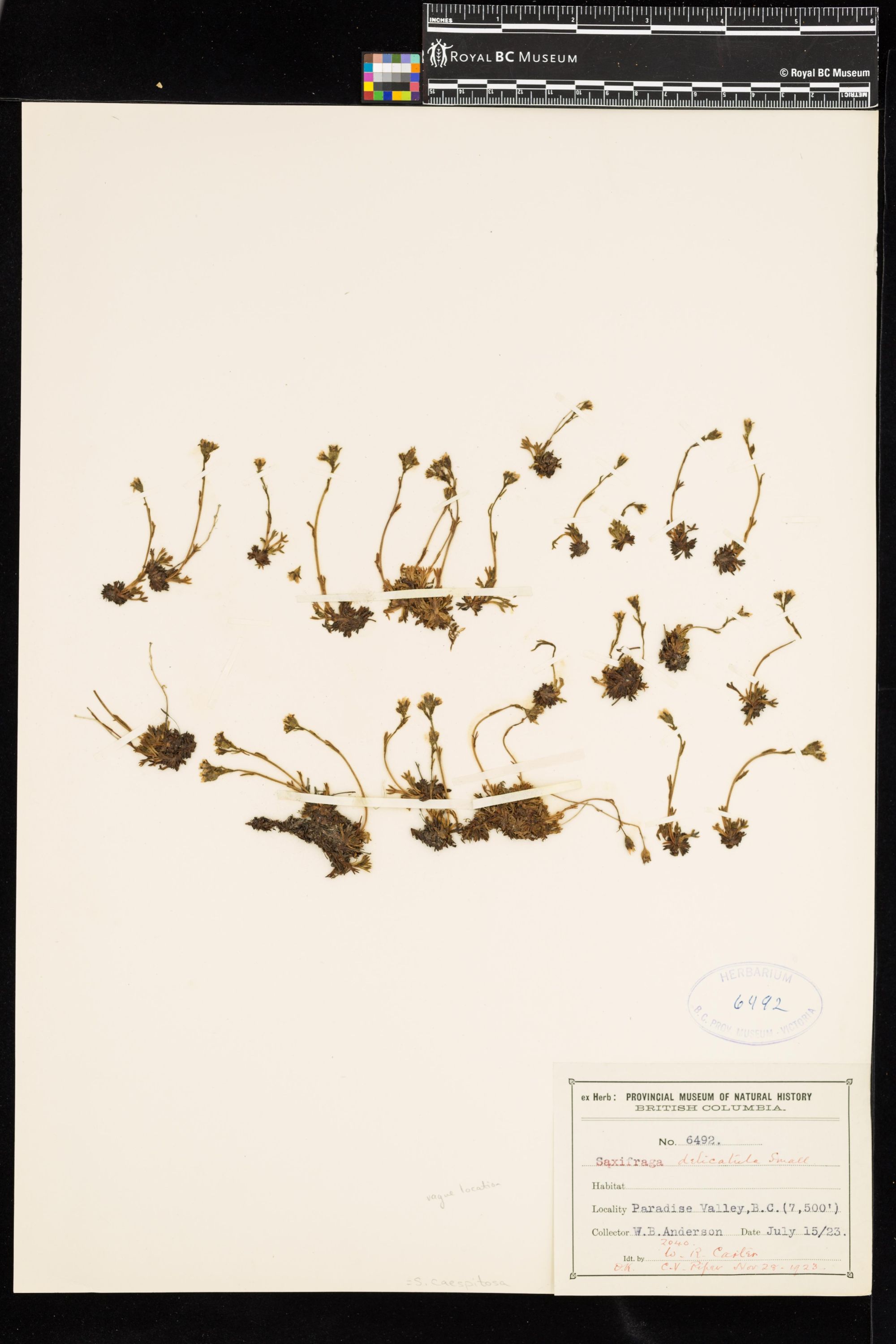 Image representing Saxifraga caespitosa.