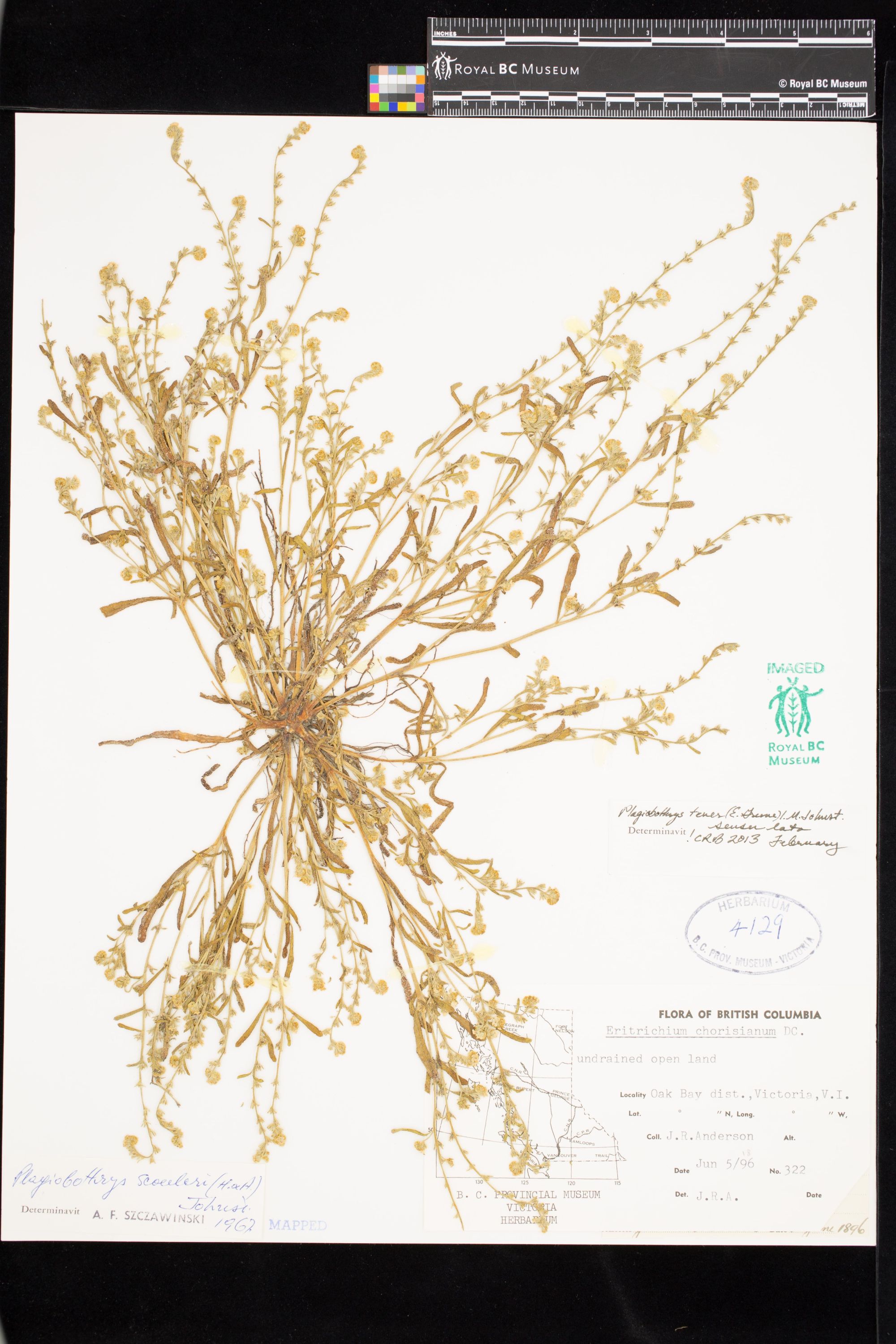 Image representing Plagiobothrys tener.