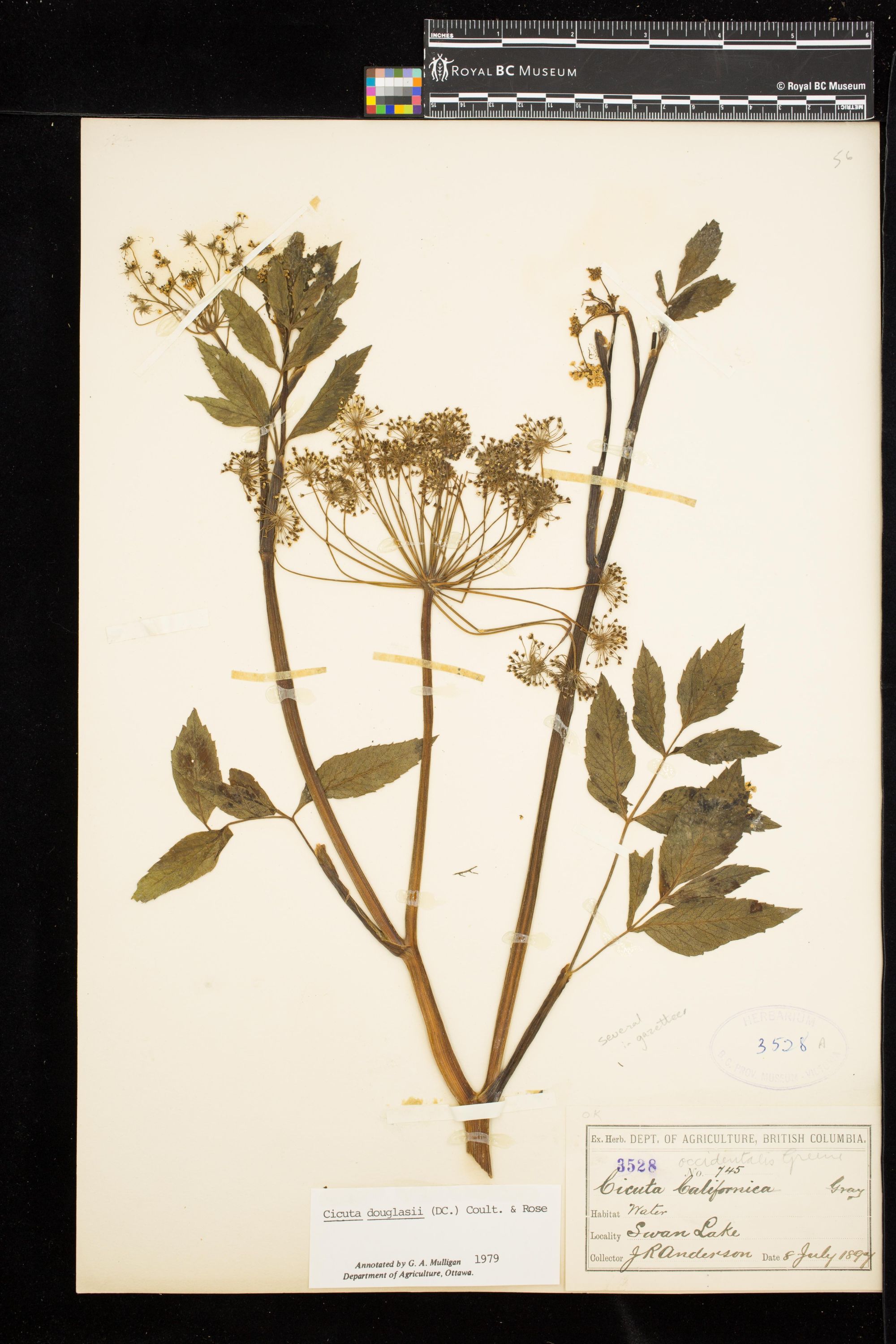 Image representing Cicuta douglasii.