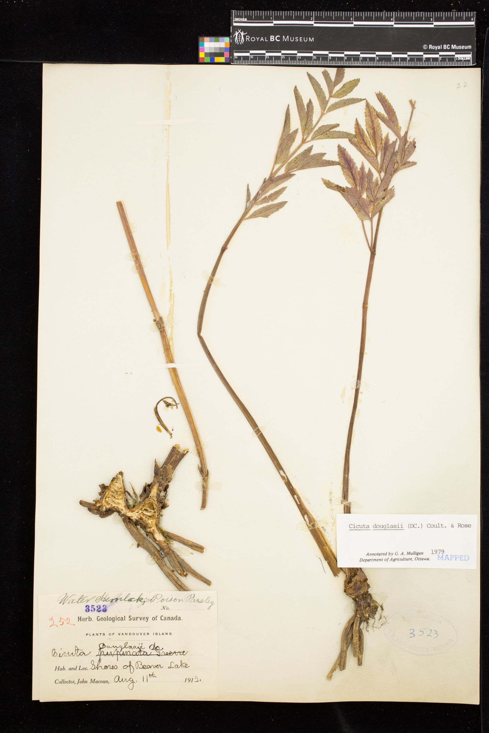 Image representing Cicuta douglasii.