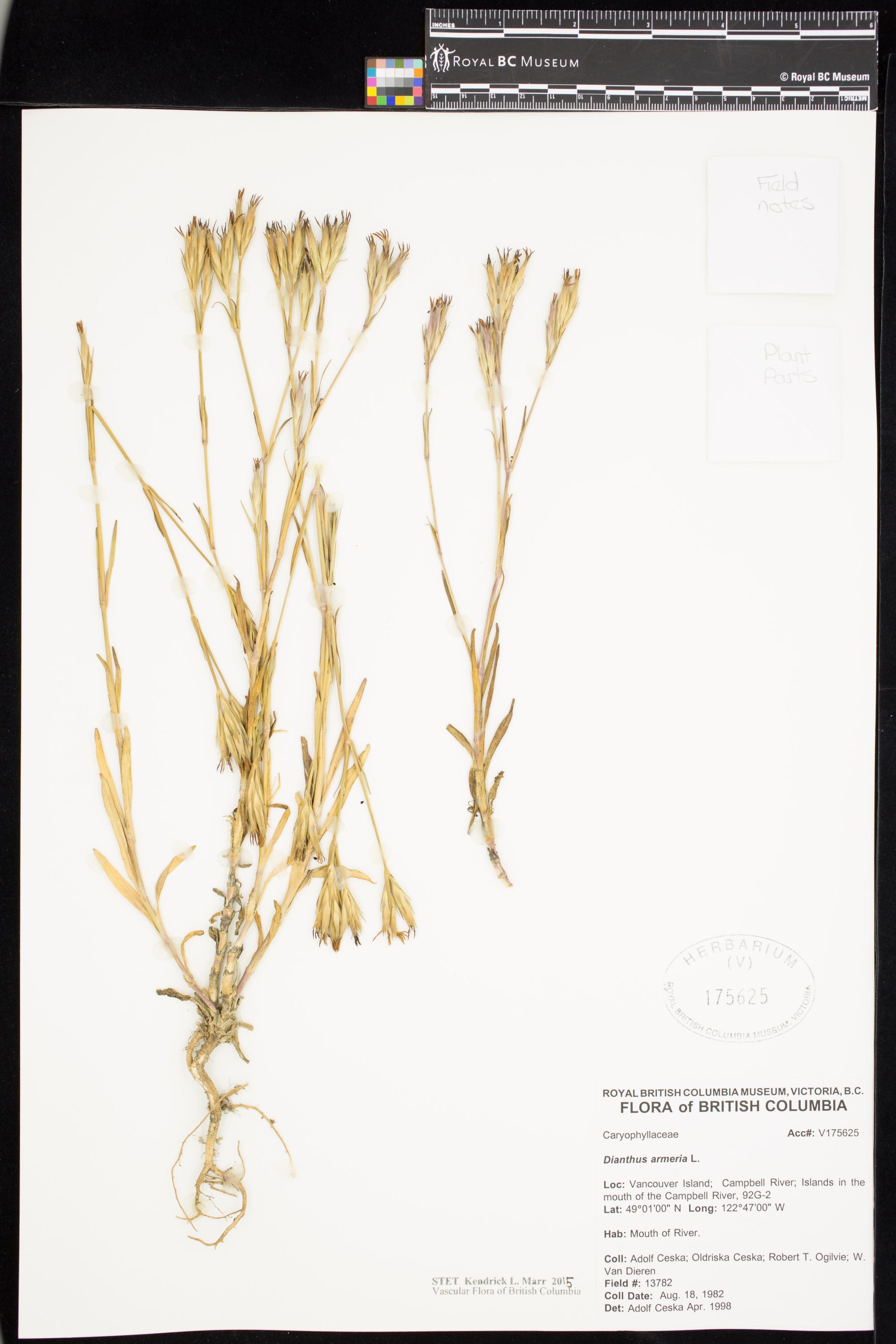 Image representing Dianthus armeria.