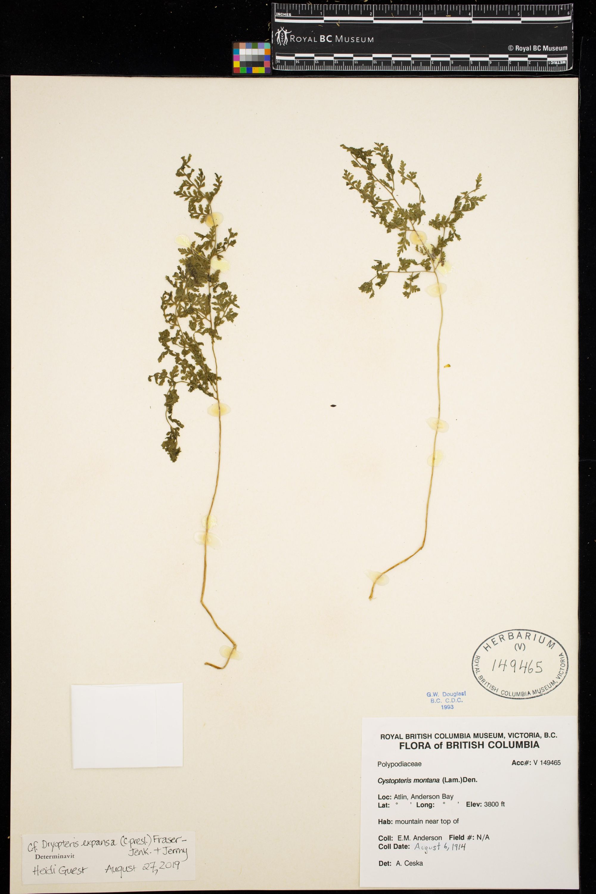 Image representing Dryopteris expansa.