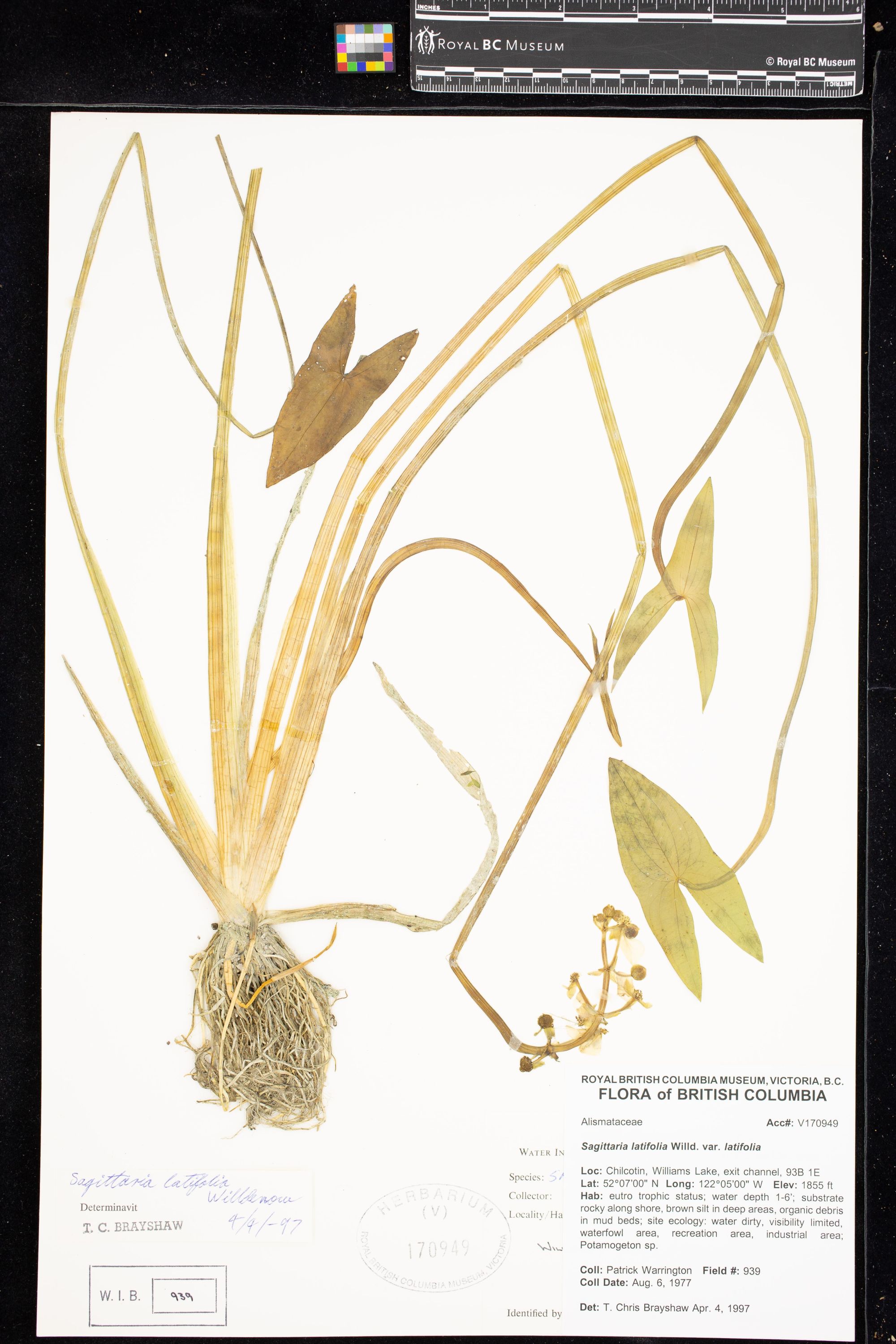Image représentant Sagittaria latifolia var. latifolia