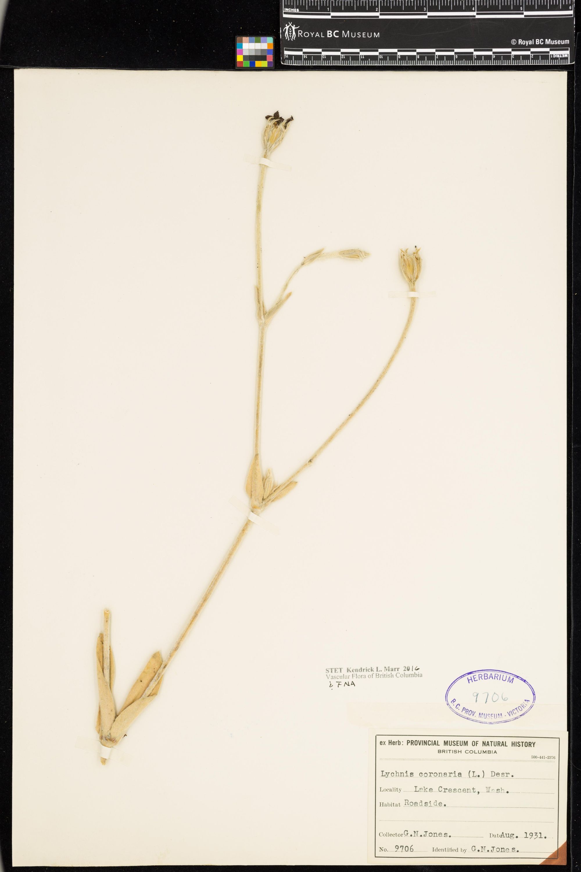 Image representing Lychnis coronaria.