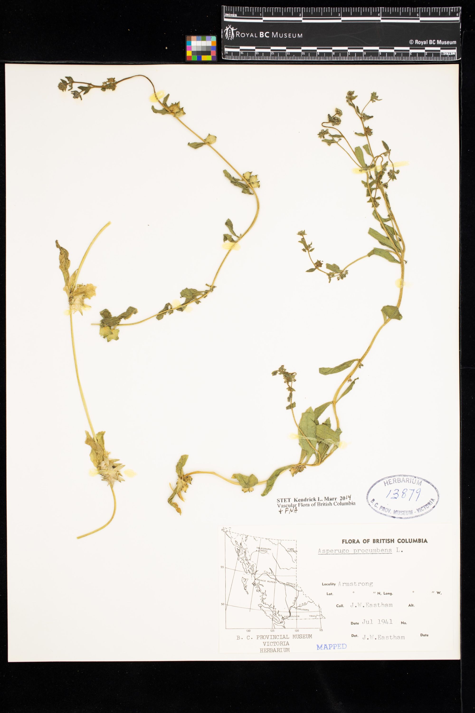 Image representing Asperugo procumbens.