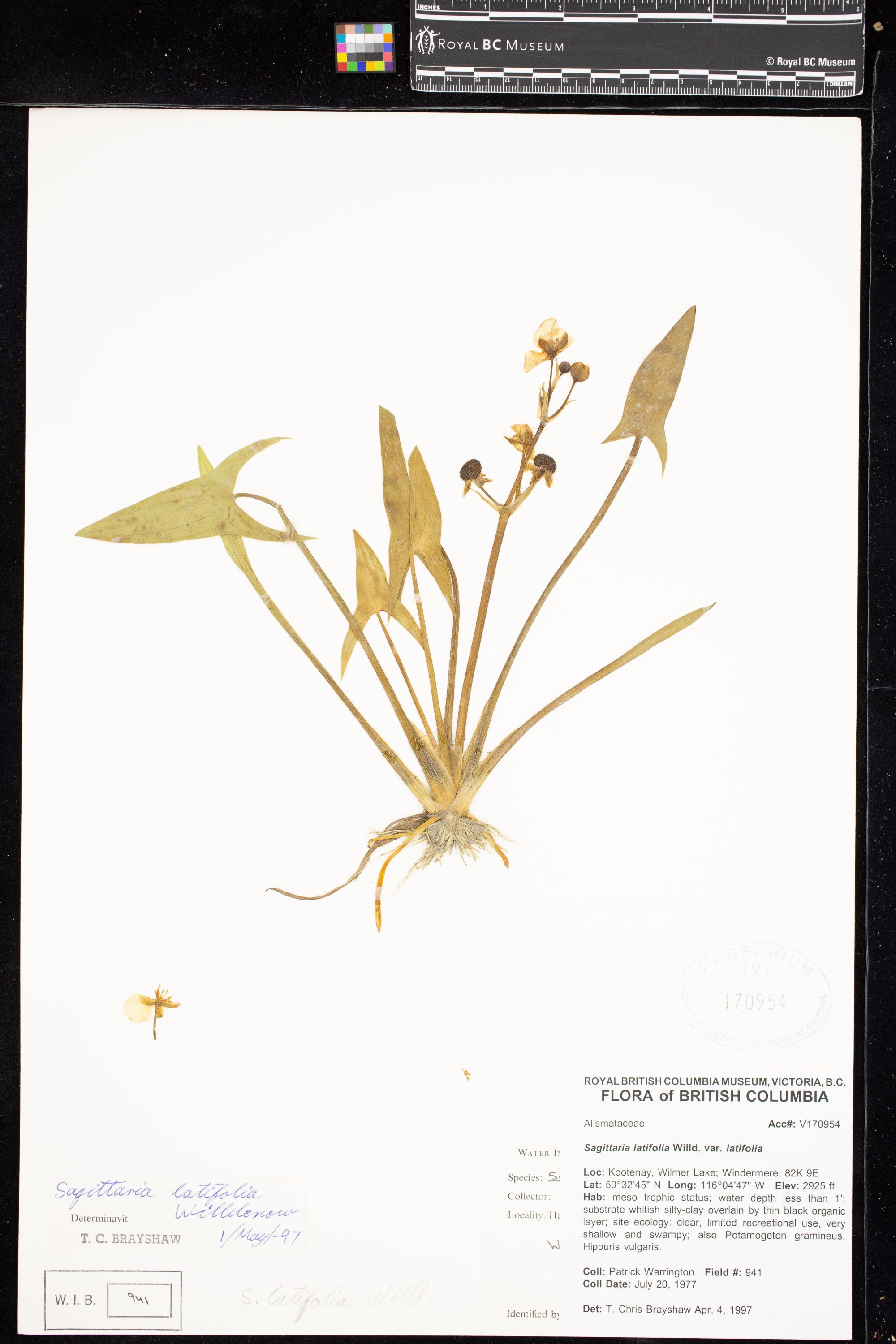 Image représentant Sagittaria latifolia var. latifolia