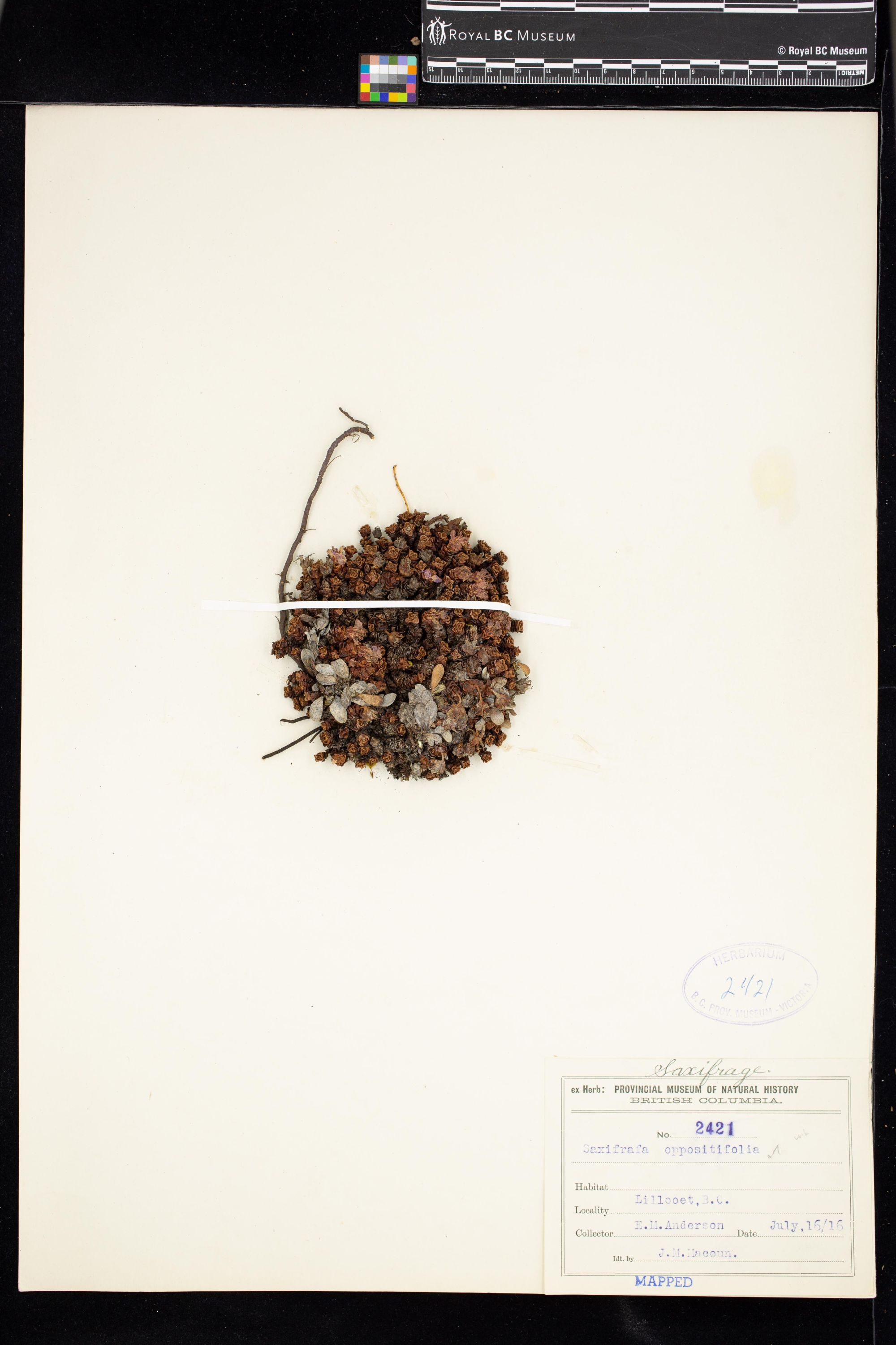 Image representing Saxifraga oppositifolia.