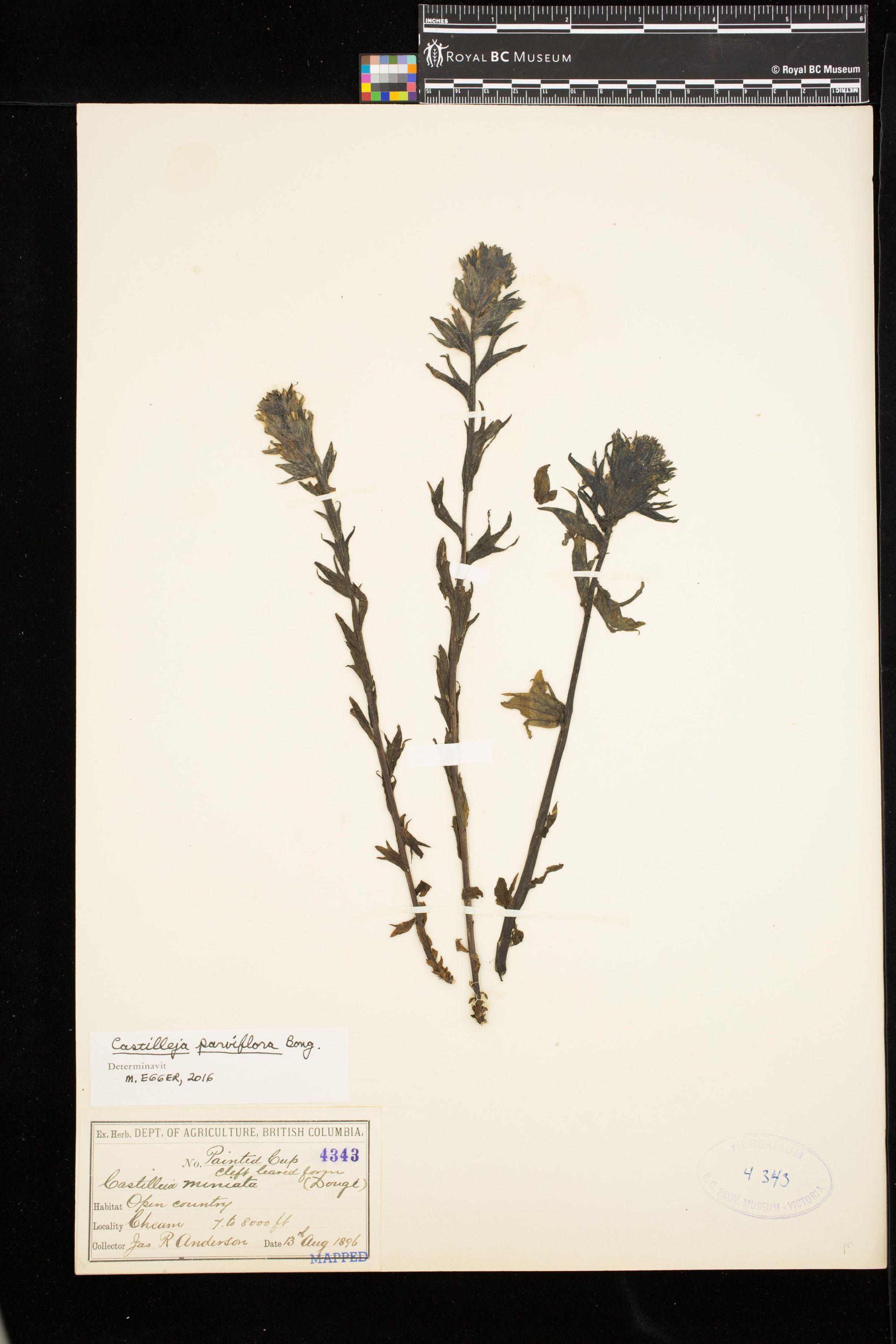 Image representing Castilleja parviflora.