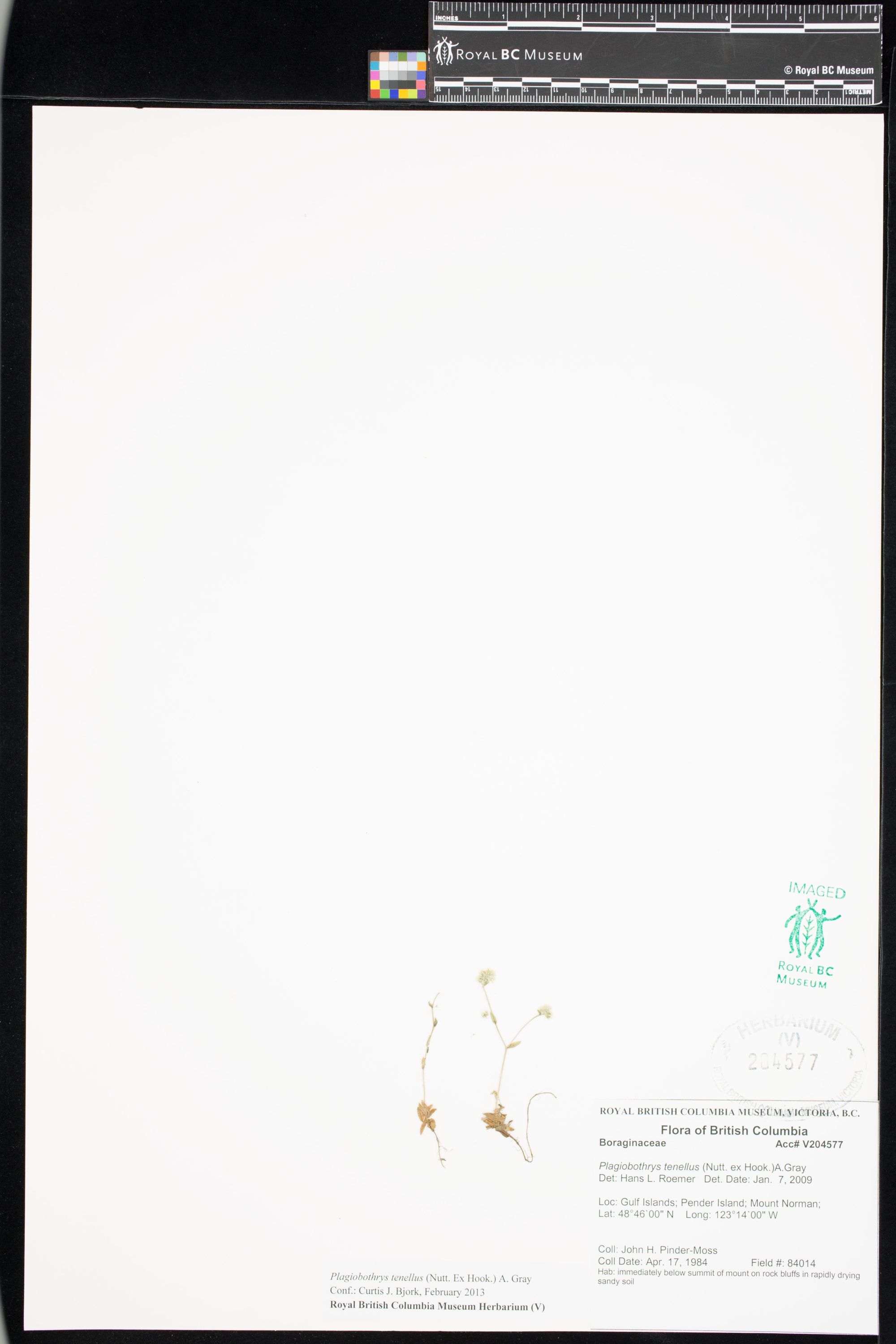 Image representing Plagiobothrys tenellus.