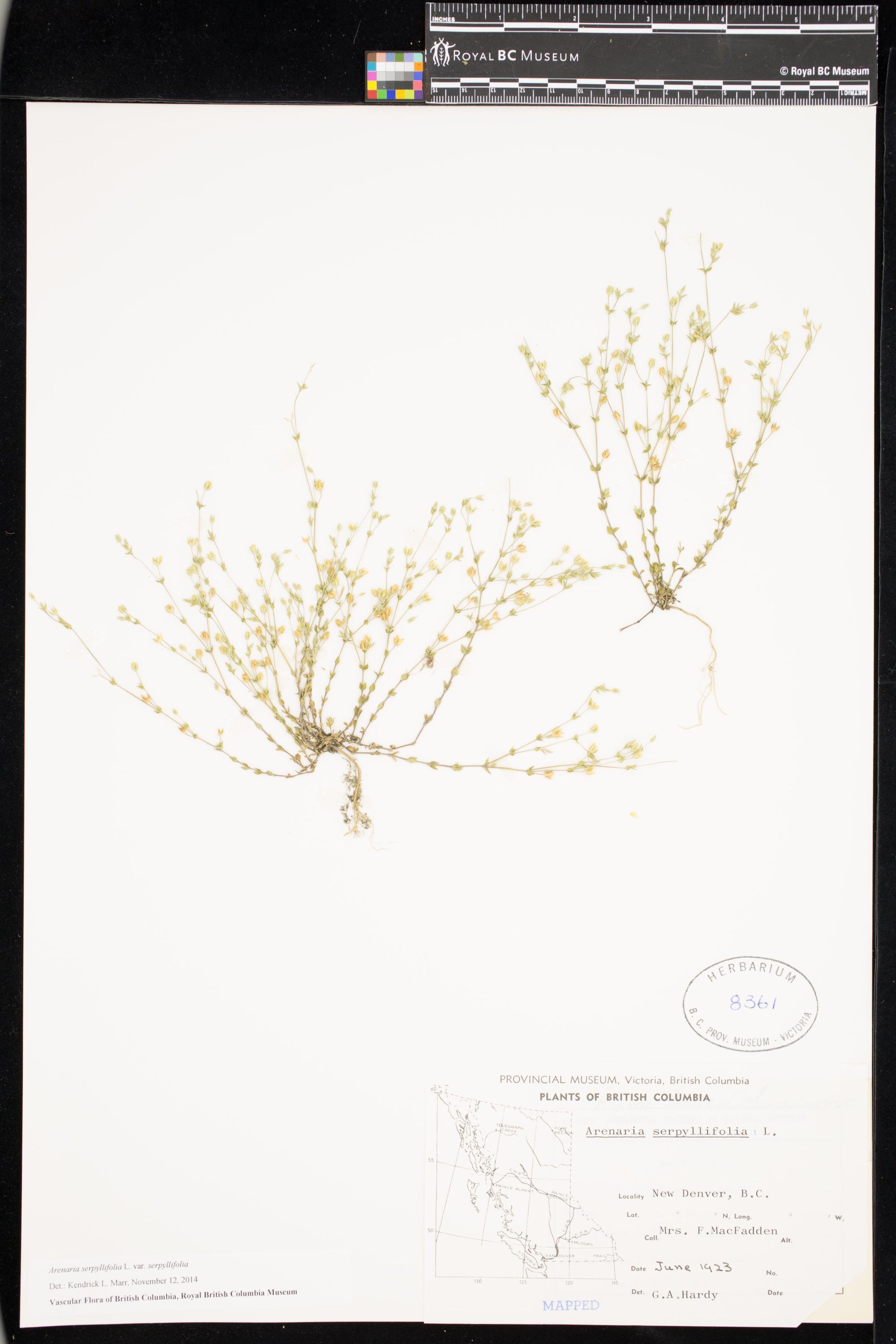 Image representing Arenaria serpyllifolia var. serpyllifolia.