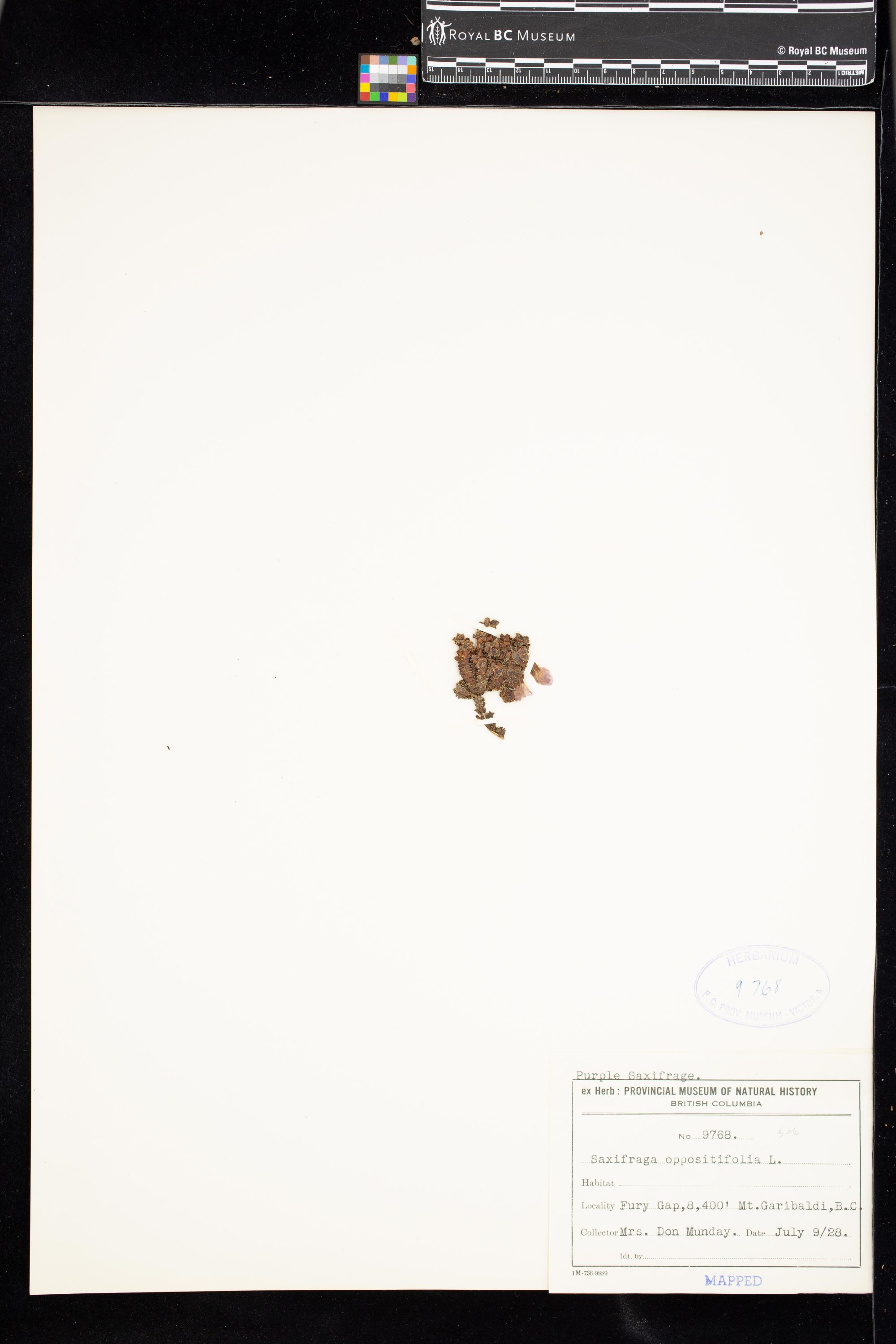 Image representing Saxifraga oppositifolia.