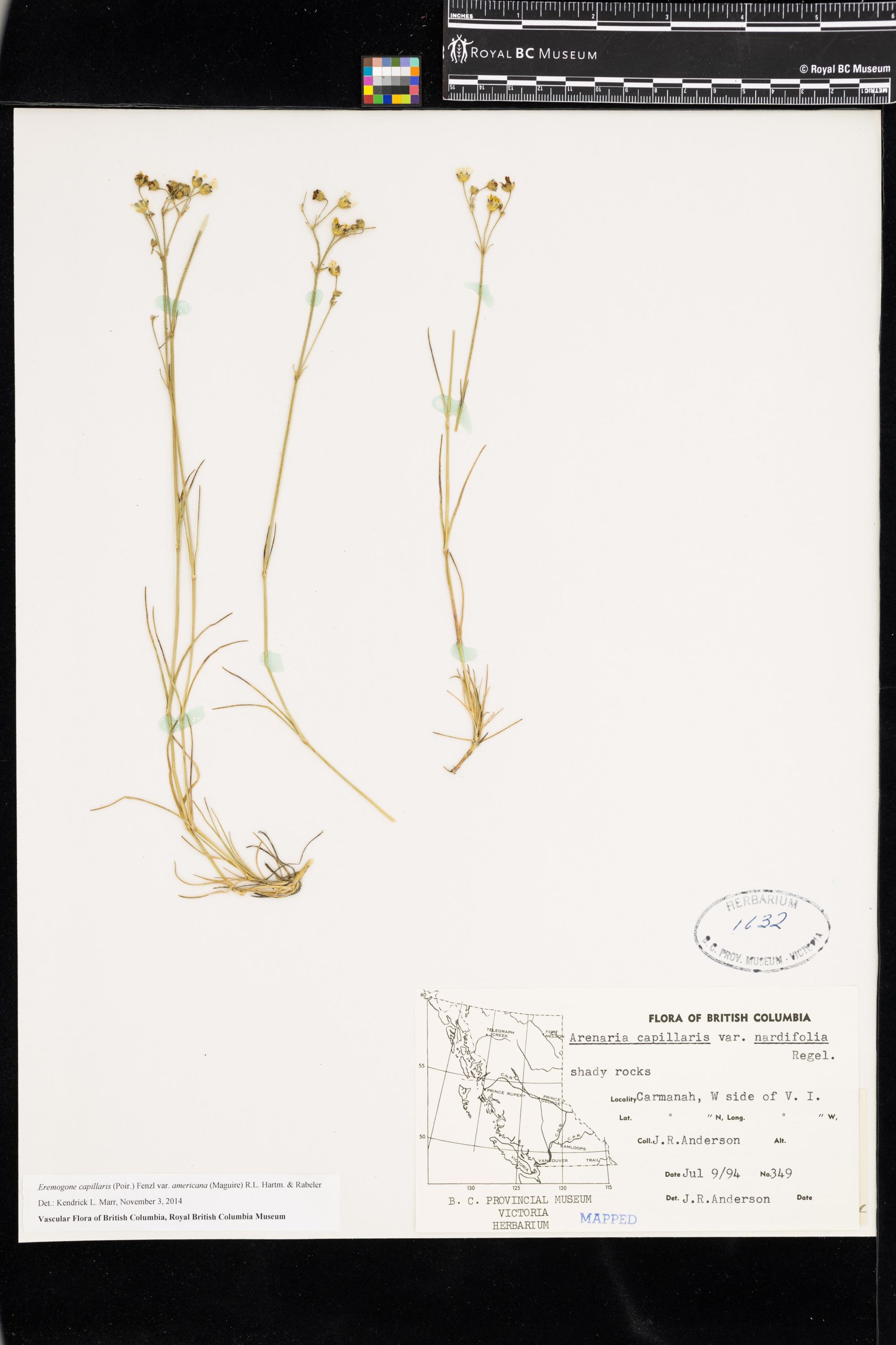 Image représentant Eremogone capillaris var. americana