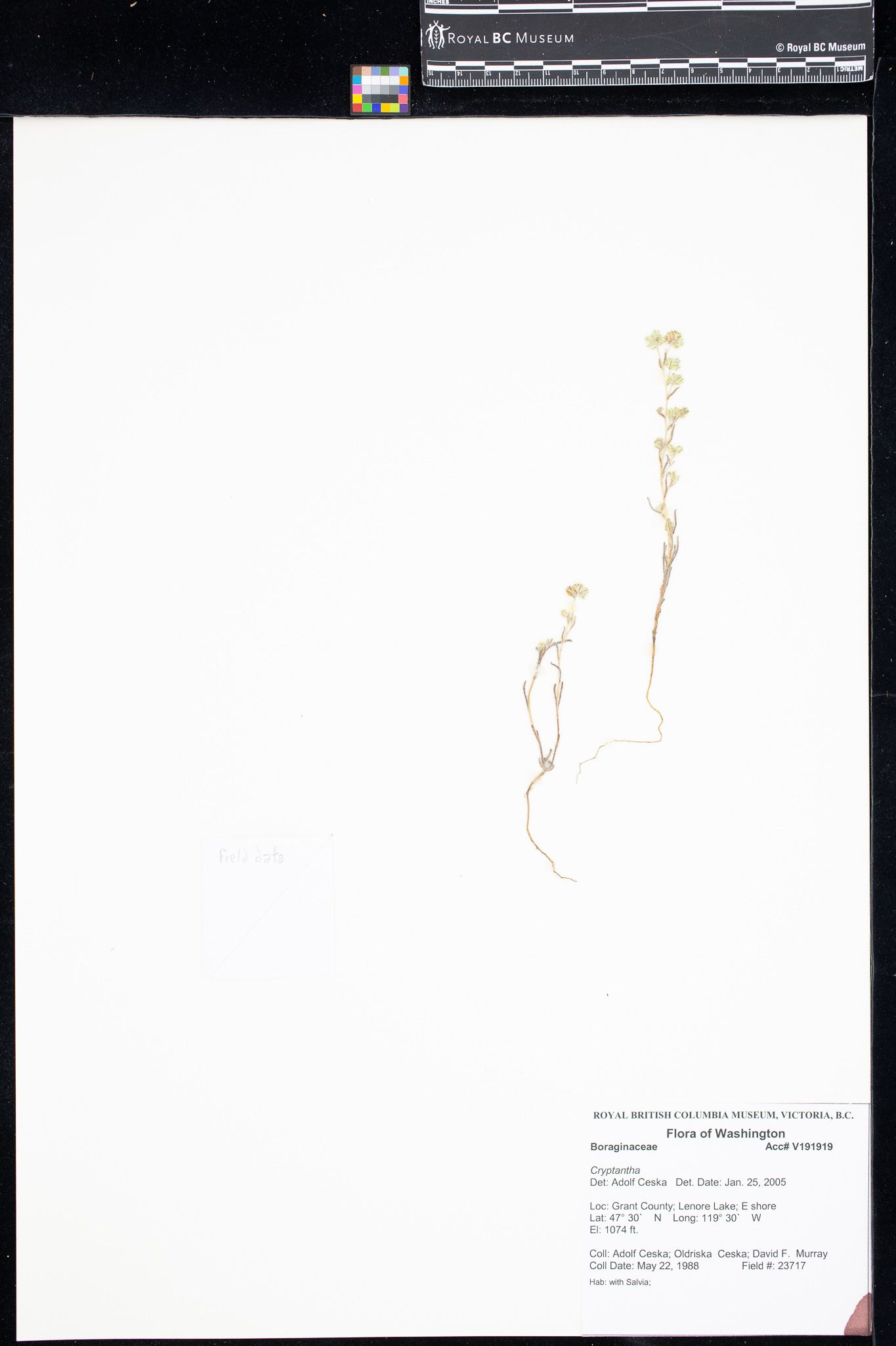 Image representing Cryptantha.