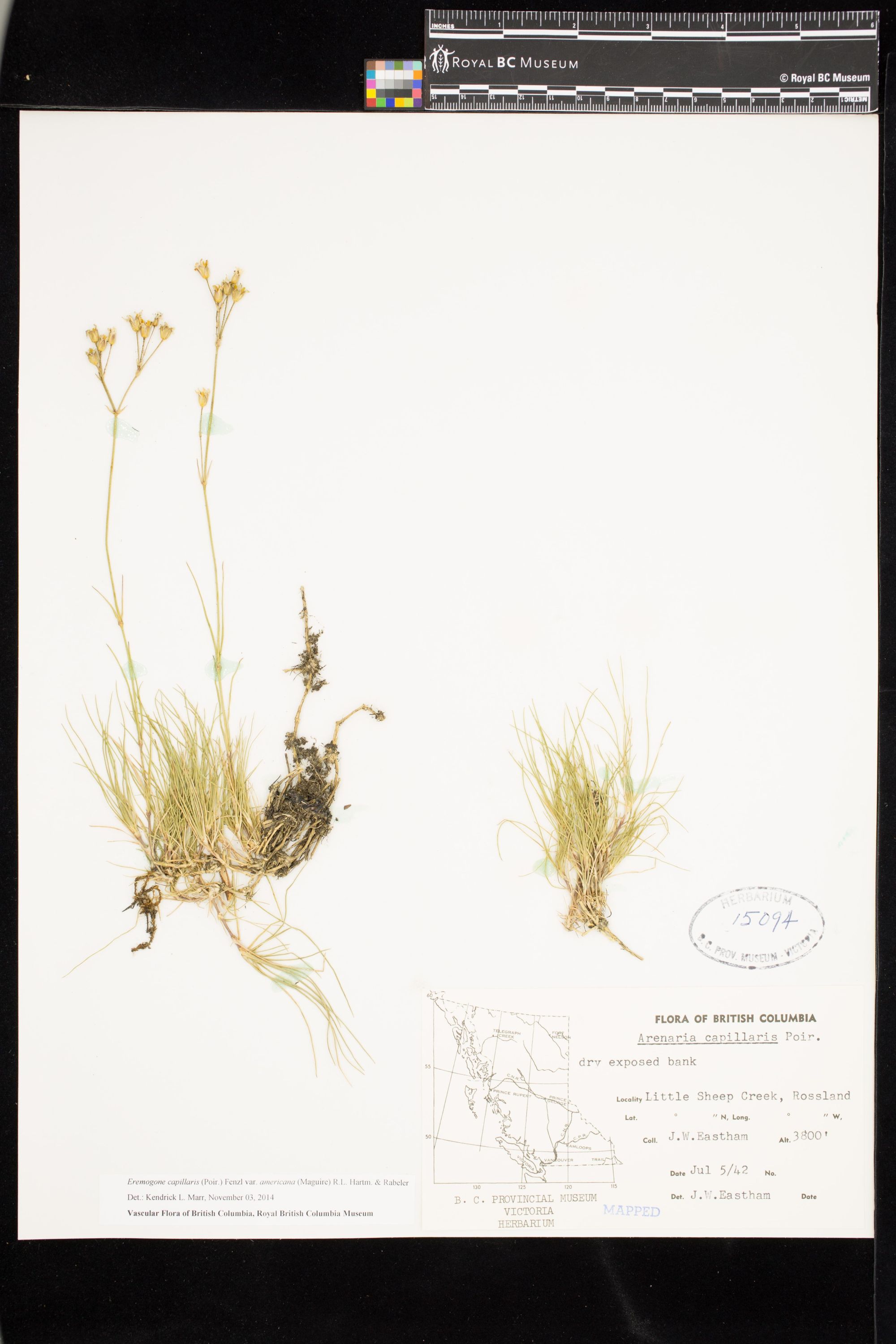 Image representing Eremogone capillaris var. americana.