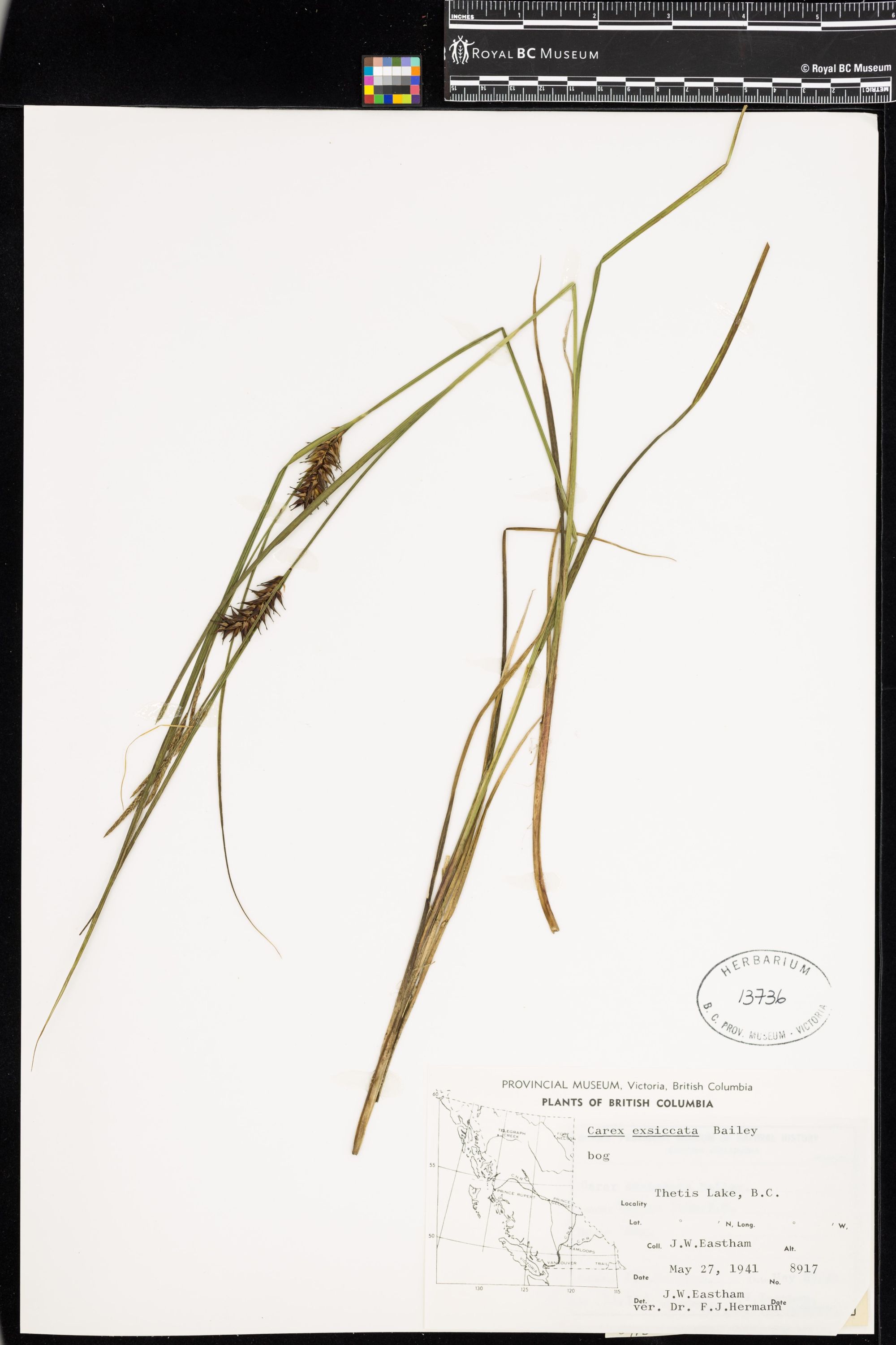 Image representing Carex exsiccata.