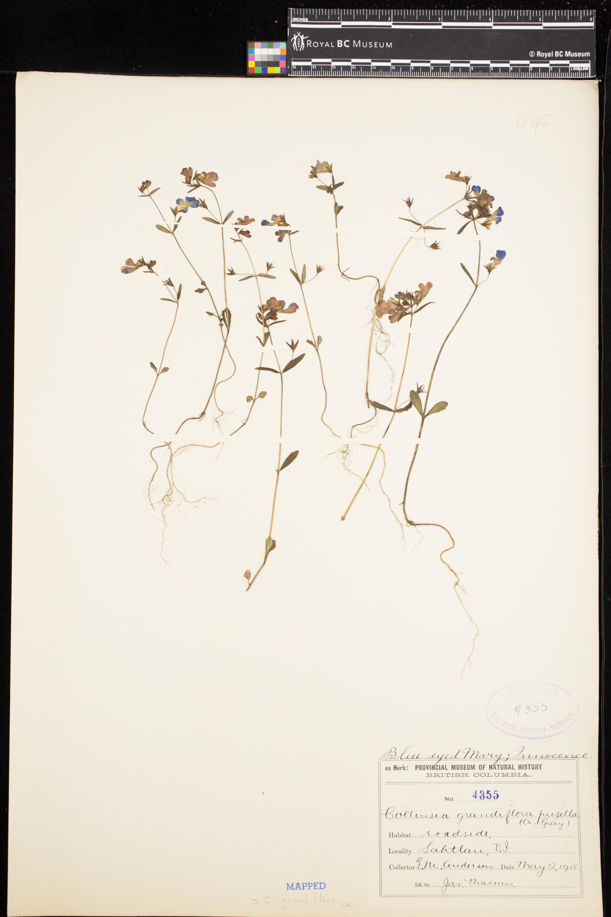 Image representing Collinsia grandiflora.