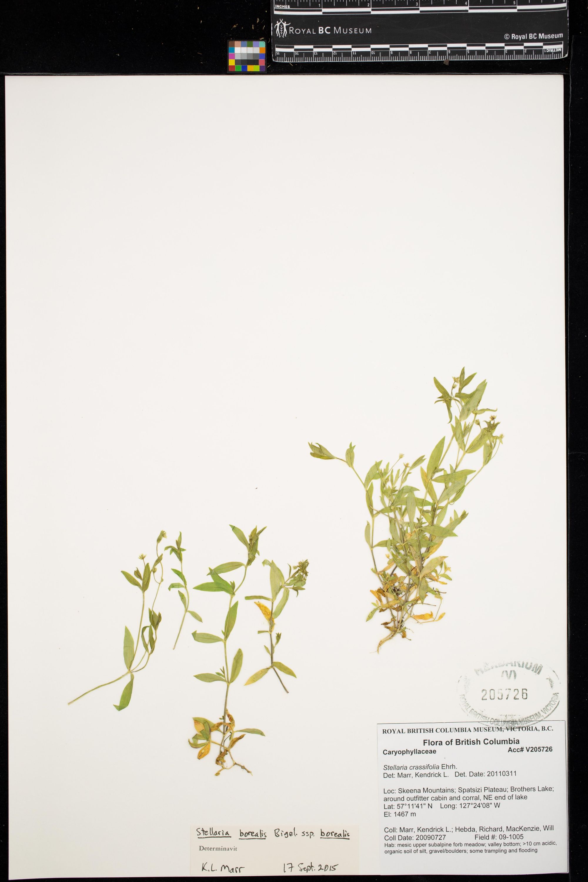 Image representing Stellaria borealis ssp. borealis.