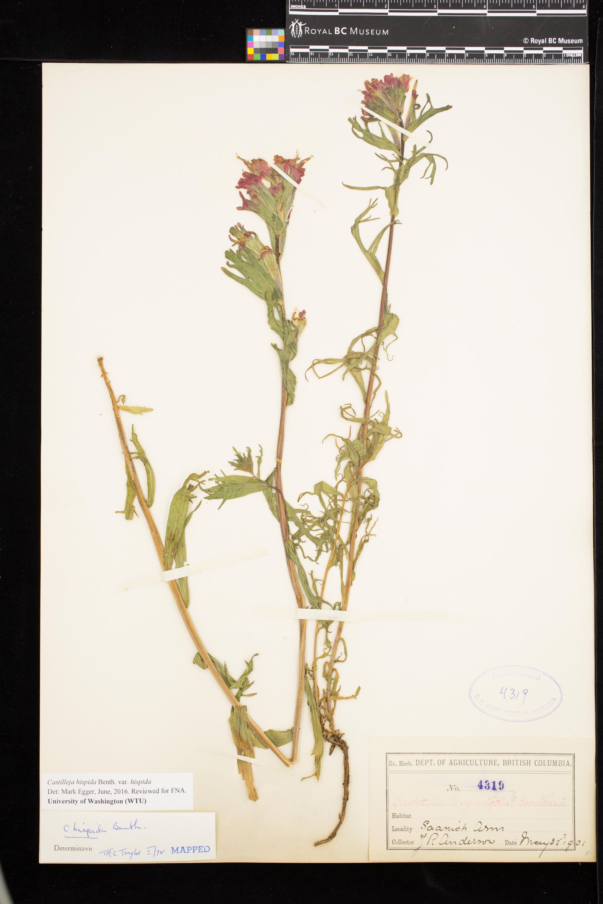 Image representing Castilleja hispida var. hispida.