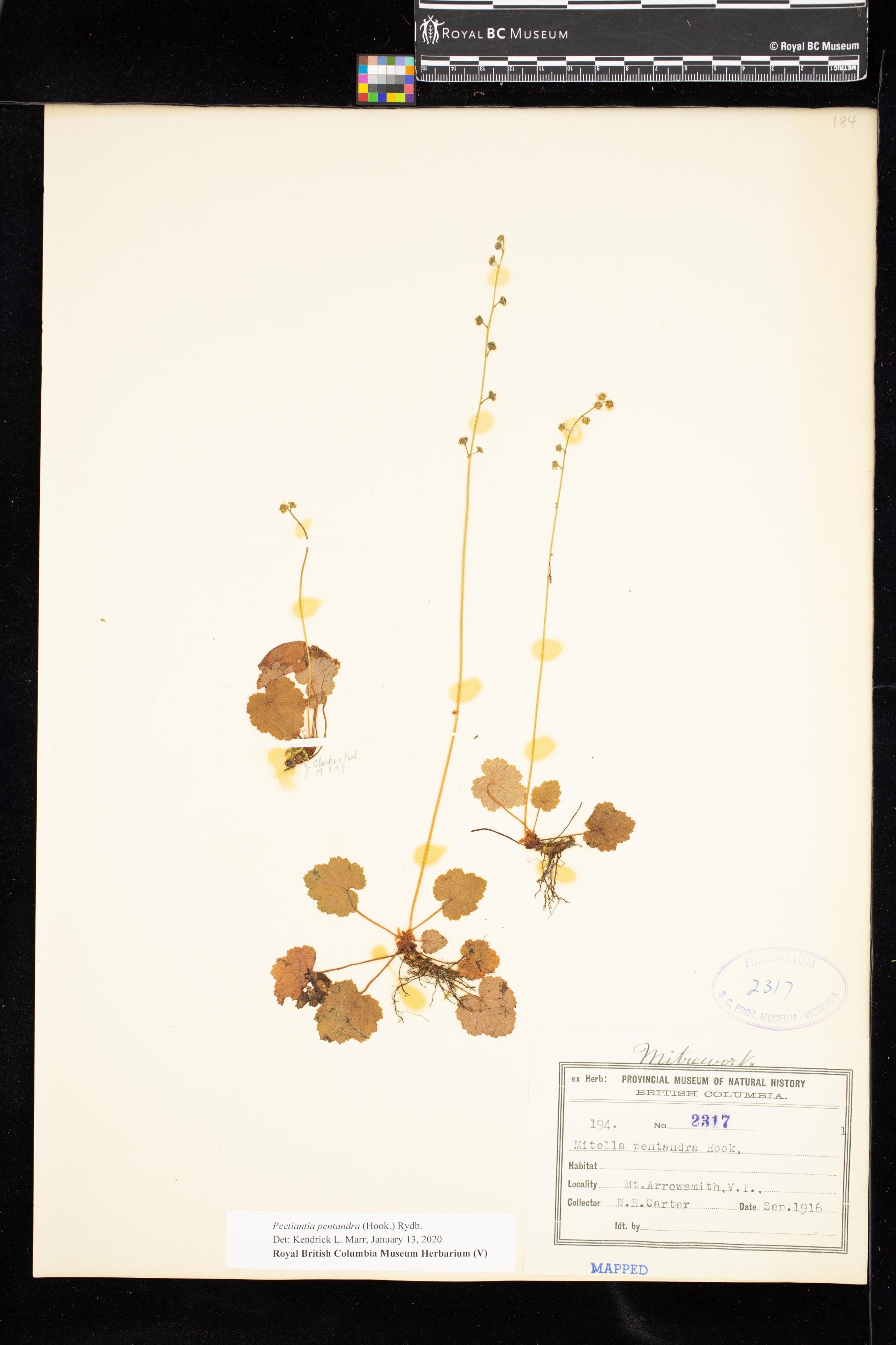 Image representing Pectiantia pentandra.