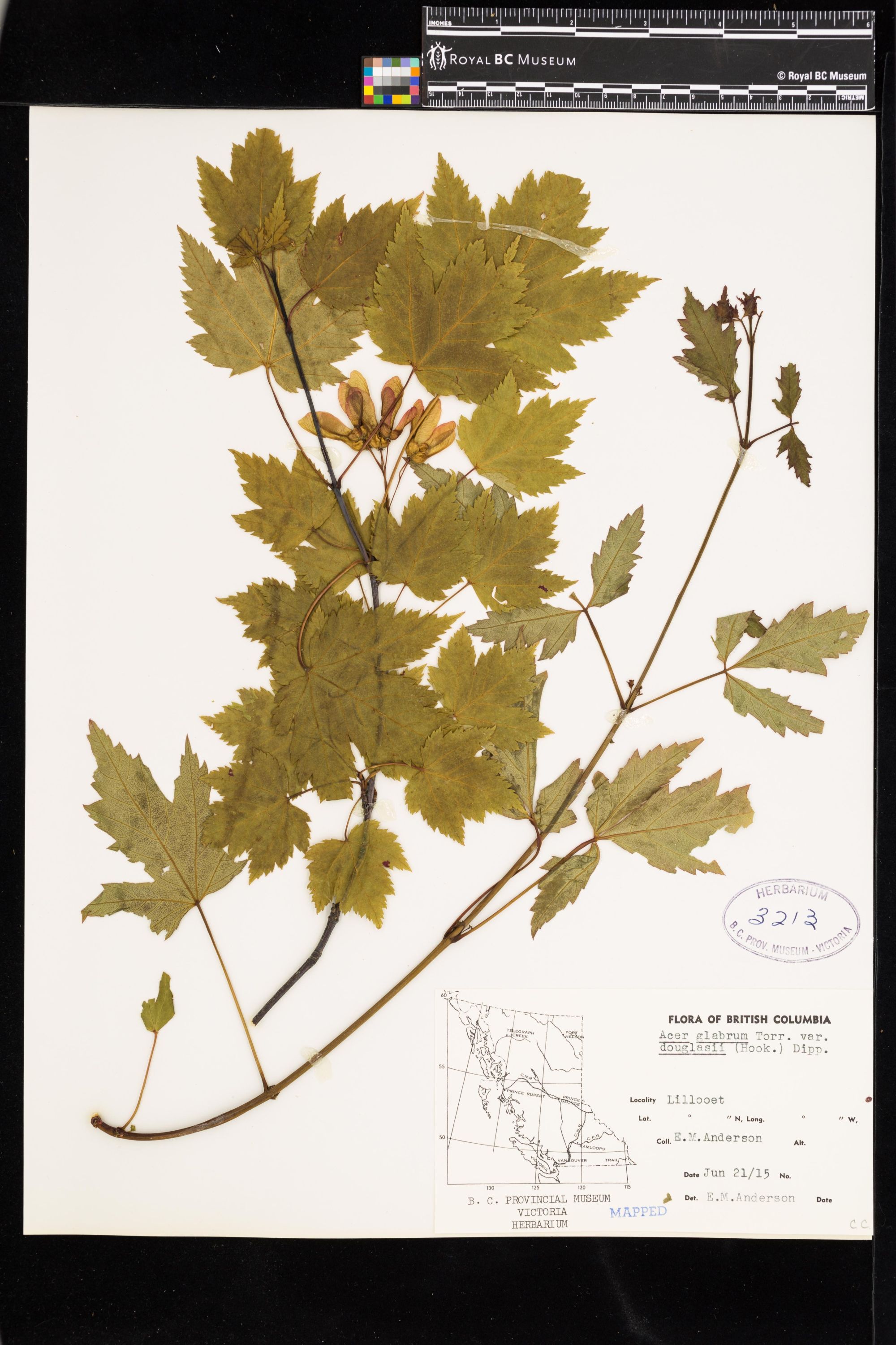 Image representing Acer glabrum var. douglasii.