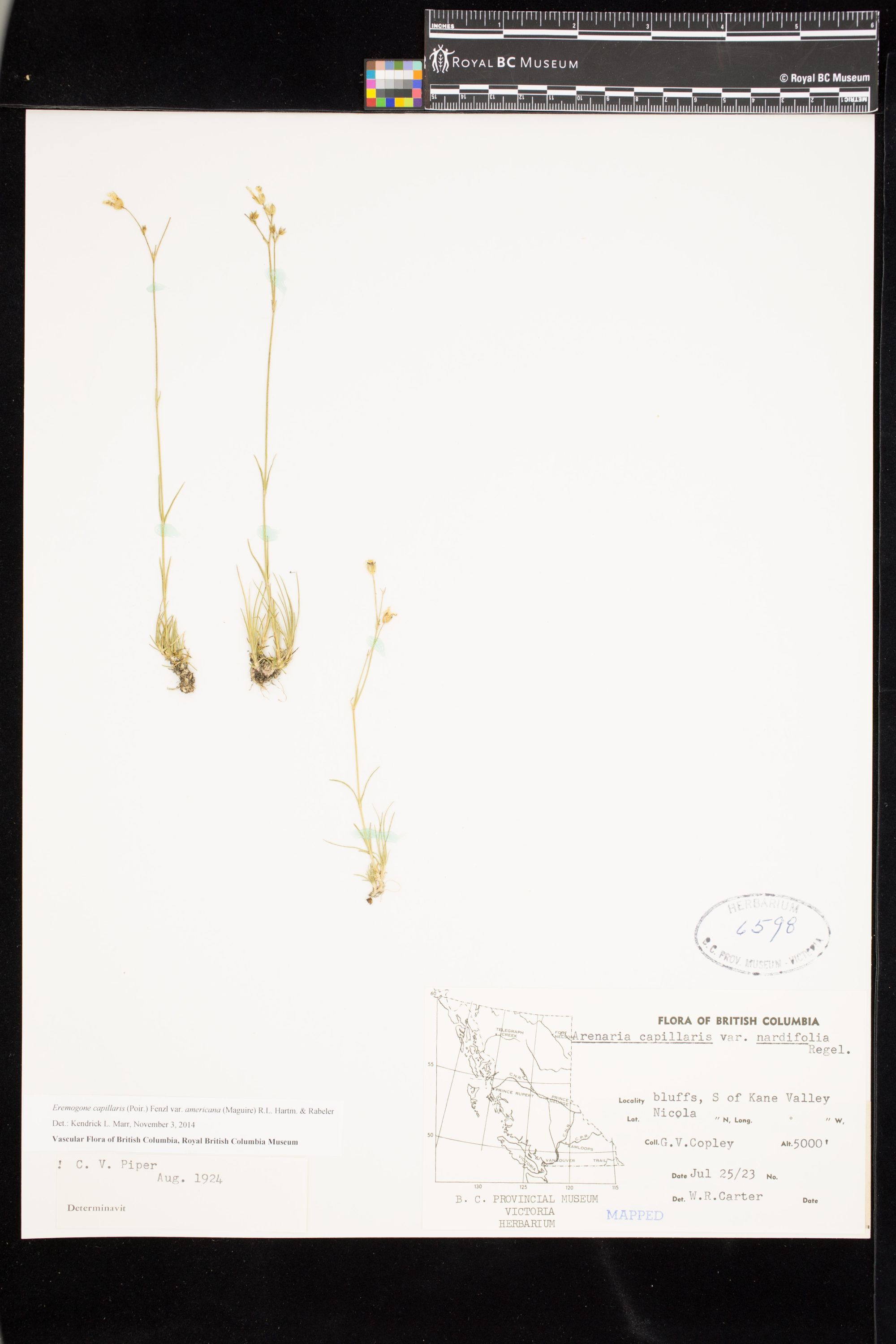 Image representing Eremogone capillaris var. americana.