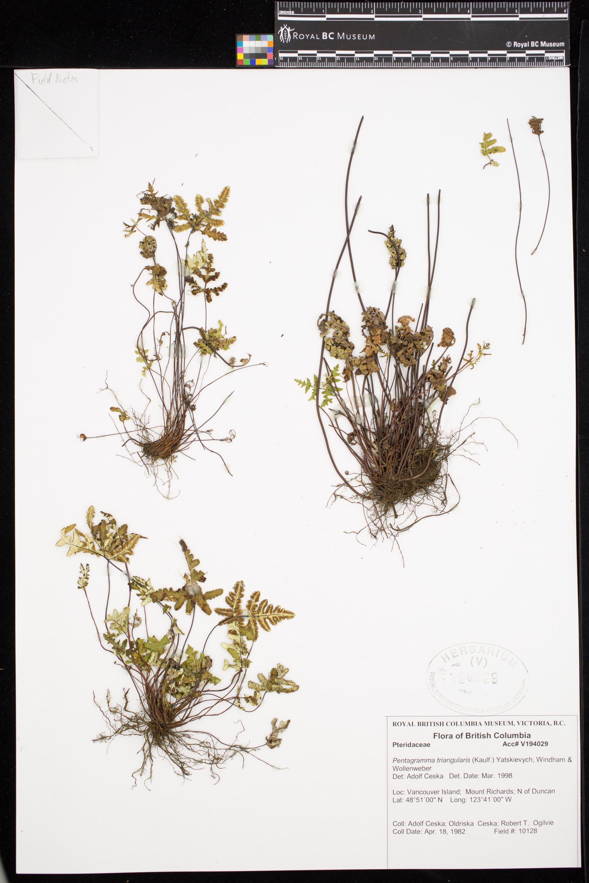 Image representing Pentagramma triangularis.