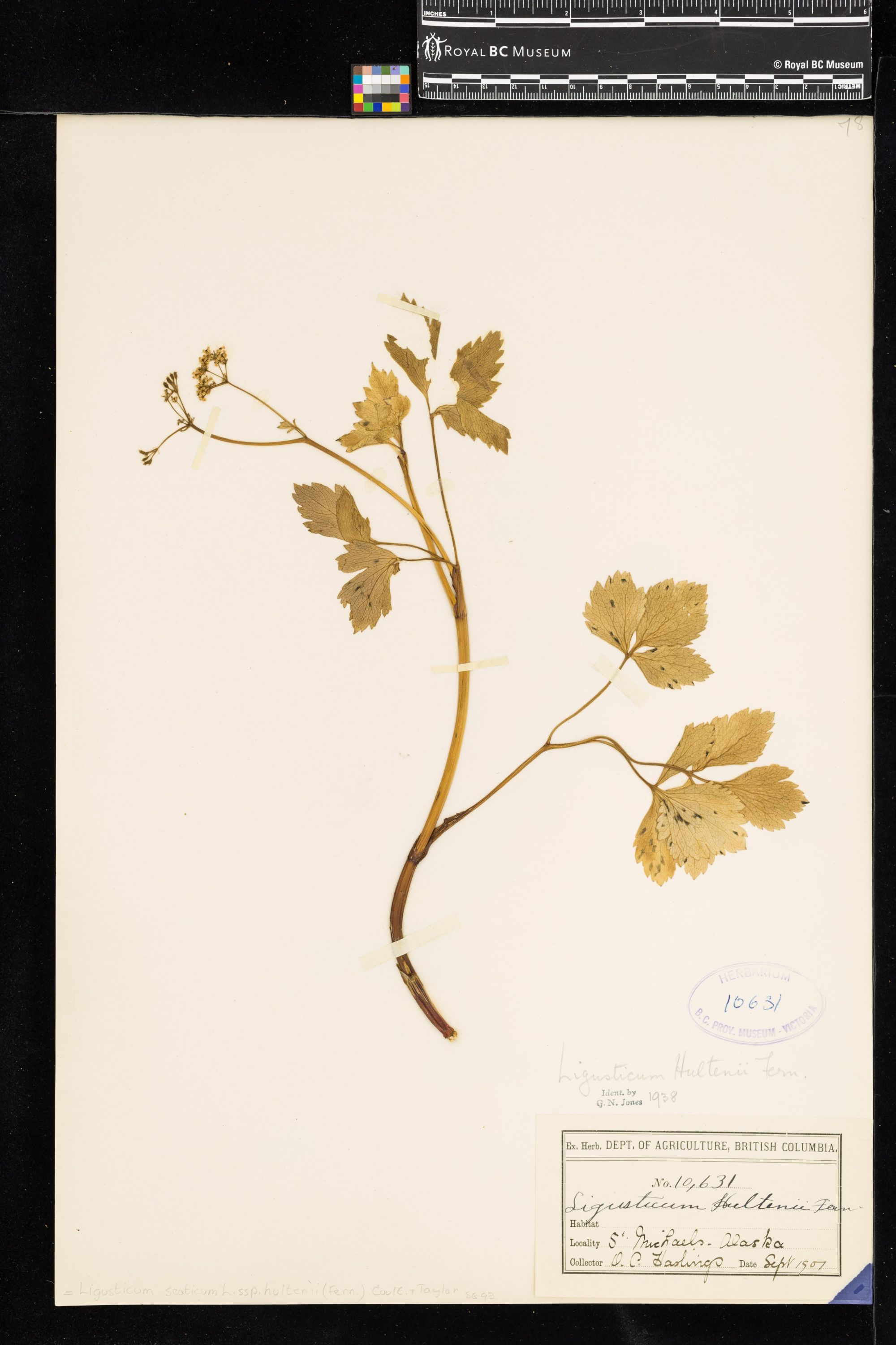 Image representing Ligusticum scoticum ssp. hultenii.