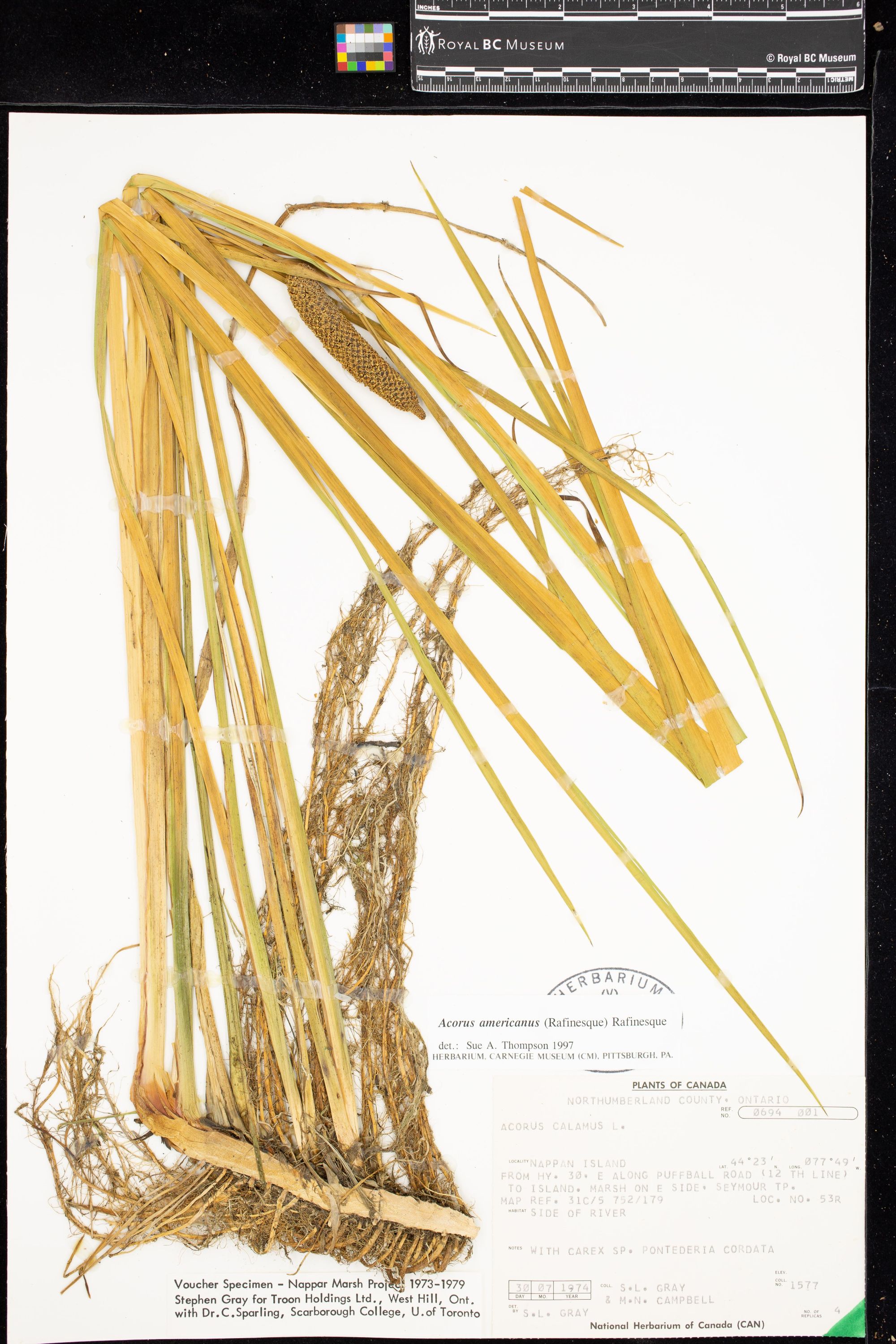 Image representing Acorus americanus.