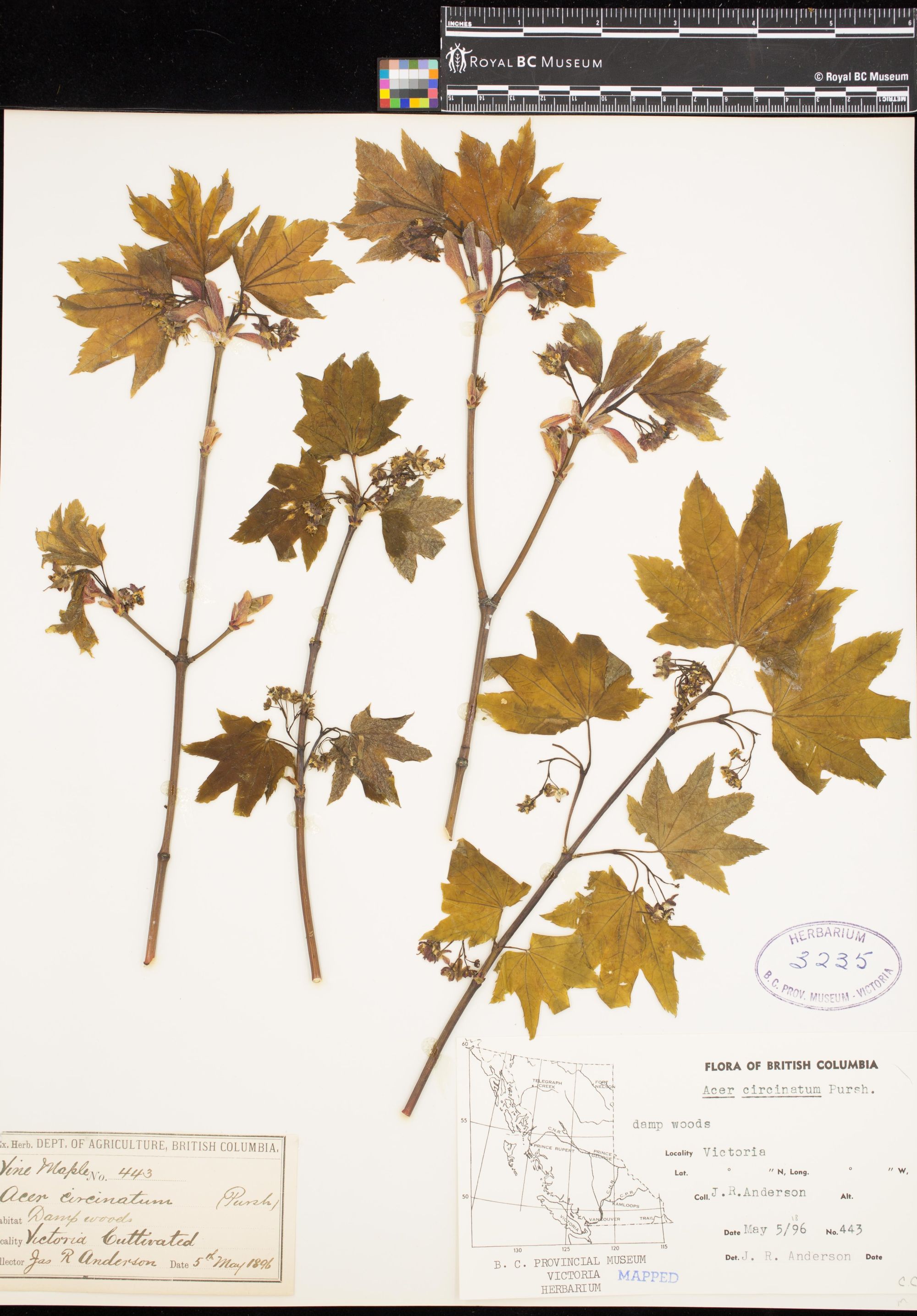 Image representing Acer circinatum.