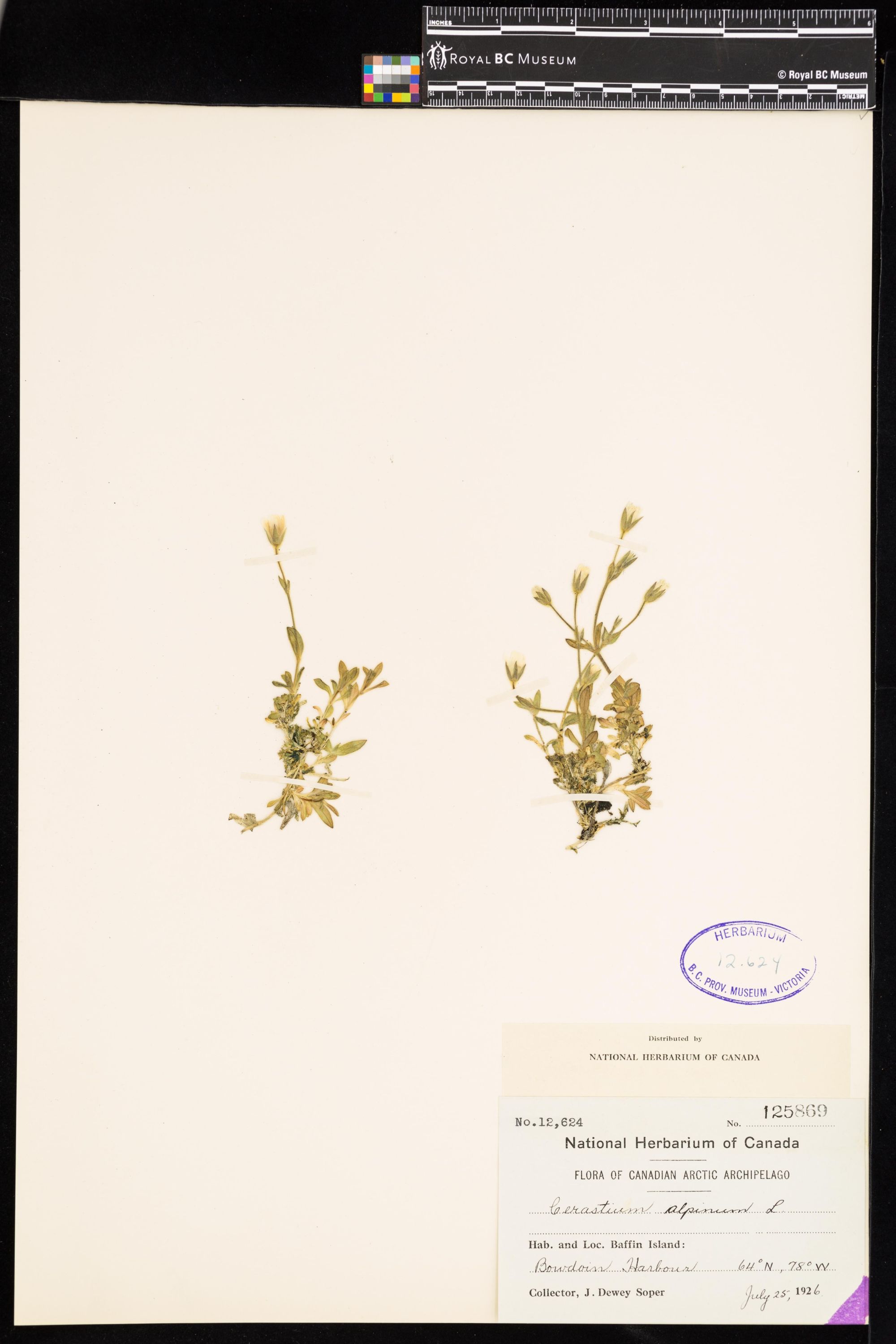 Image representing Cerastium alpinum.