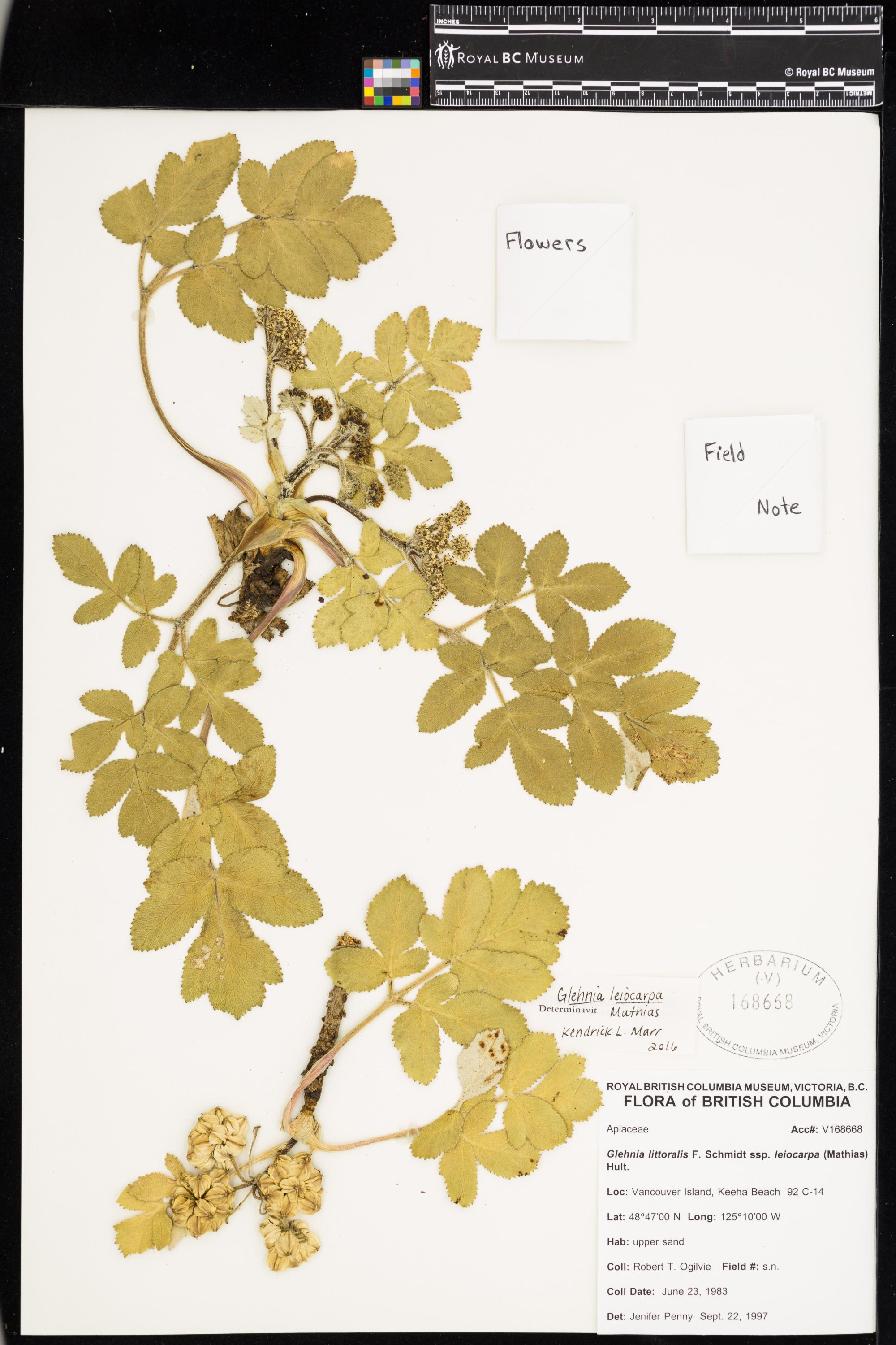 Image representing Glehnia leiocarpa.