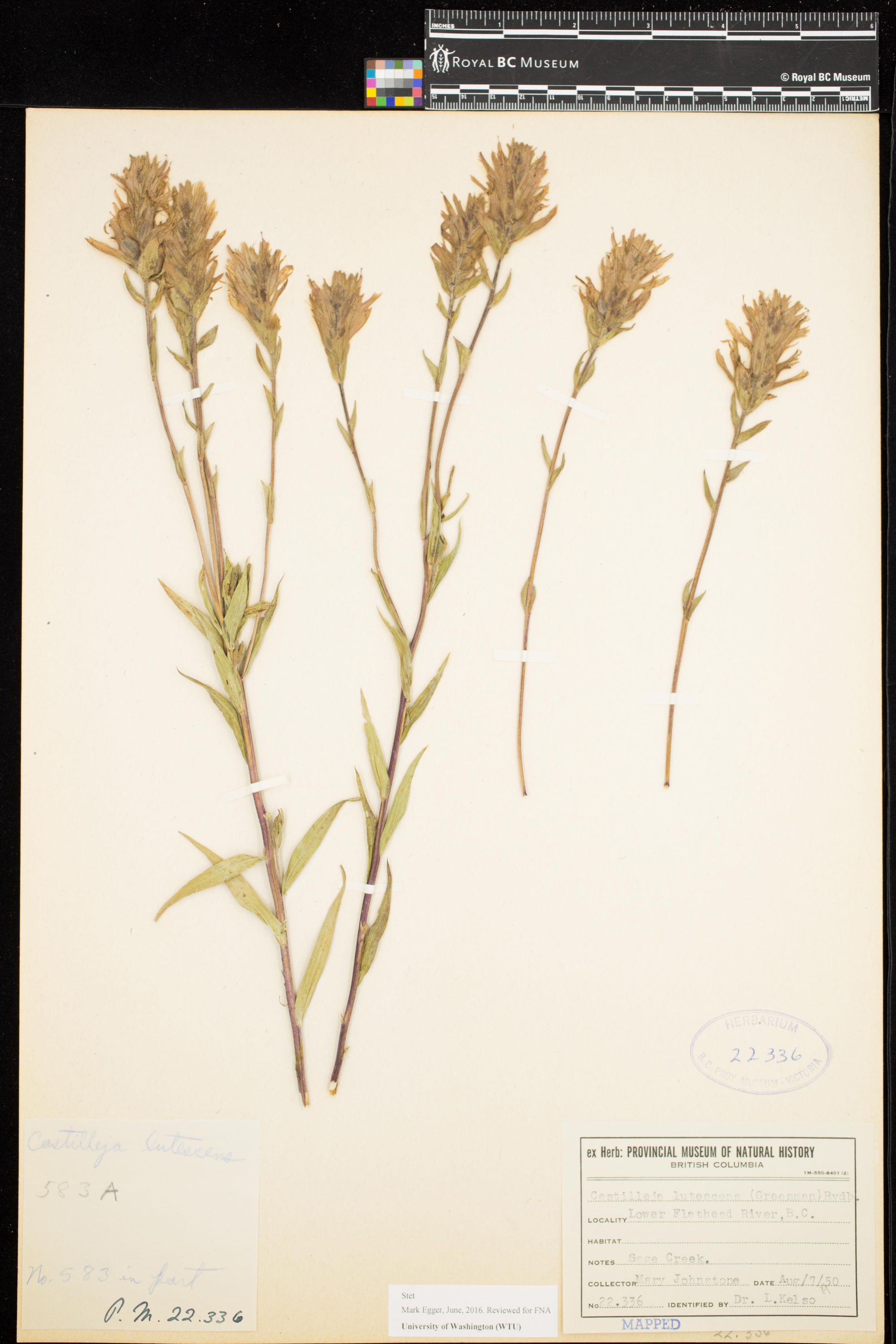 Image representing Castilleja lutescens.