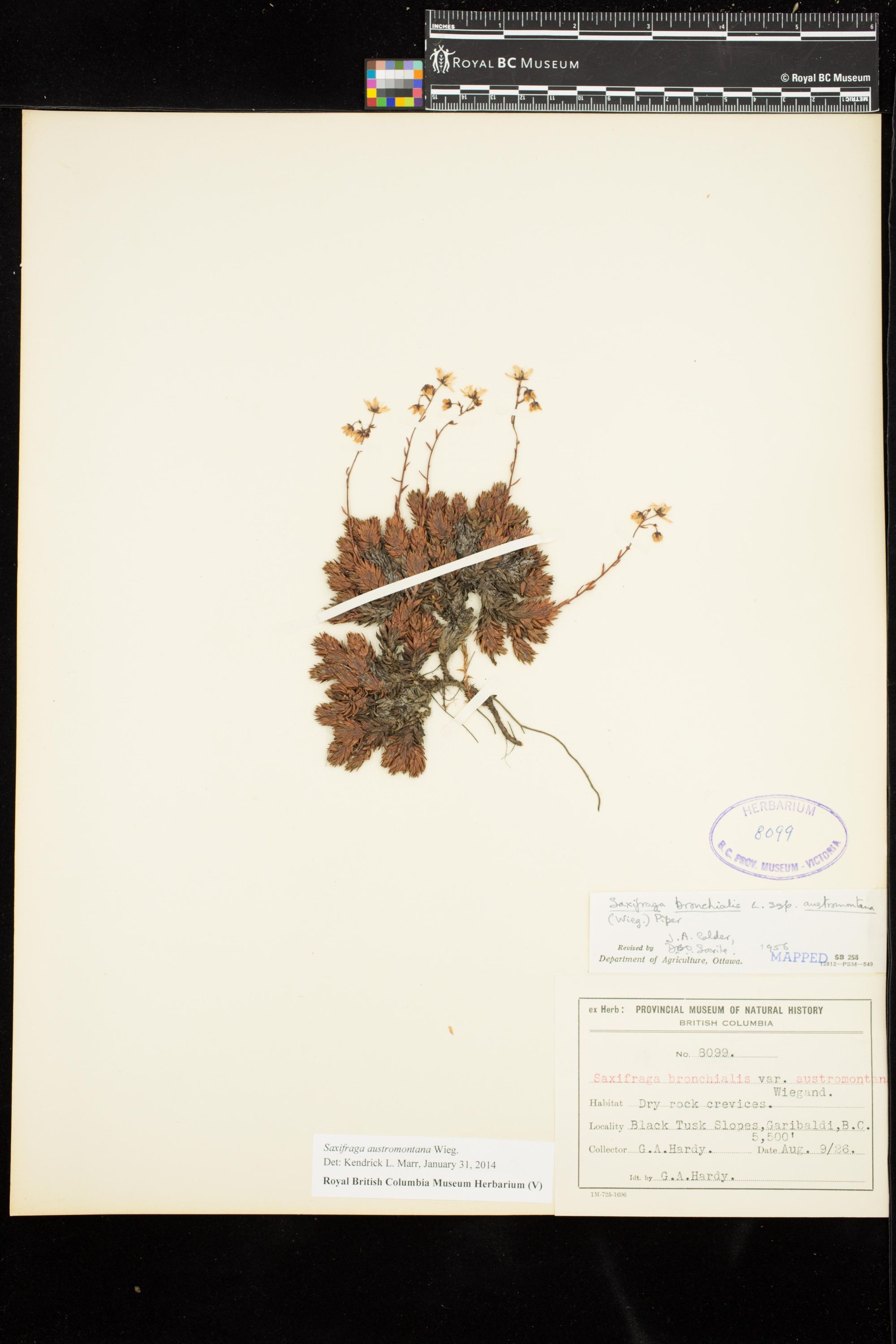 Image representing Saxifraga austromontana.