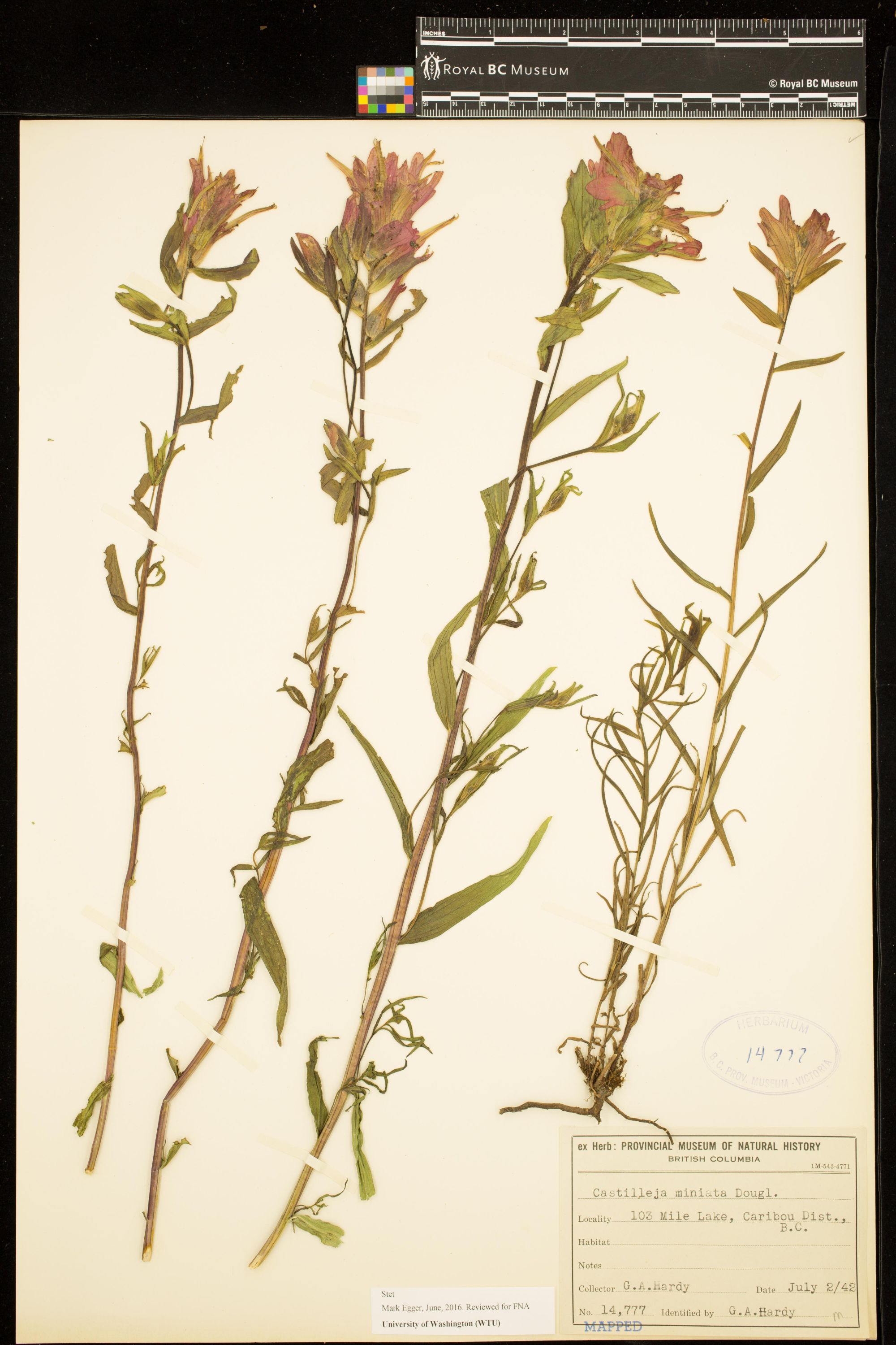 Image representing Castilleja miniata.