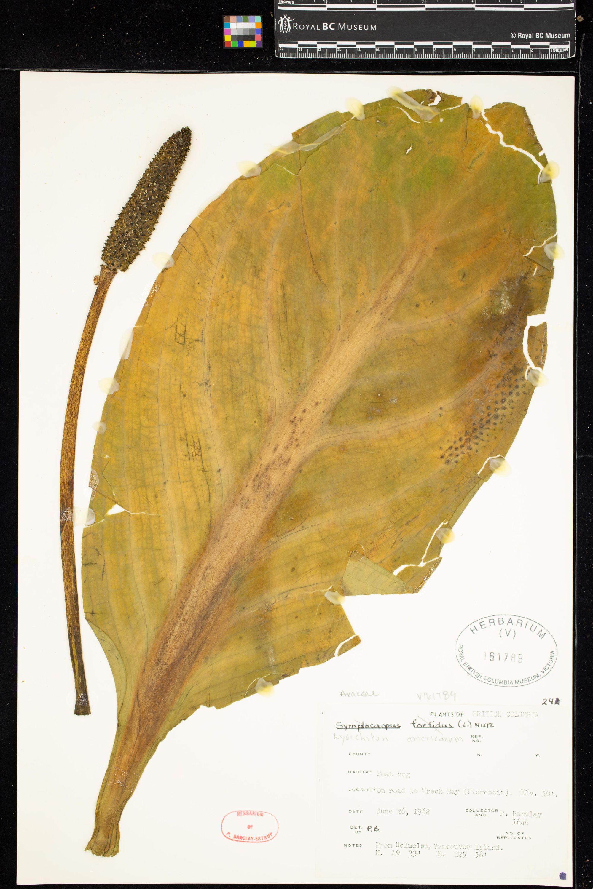 Image représentant Lysichiton americanum