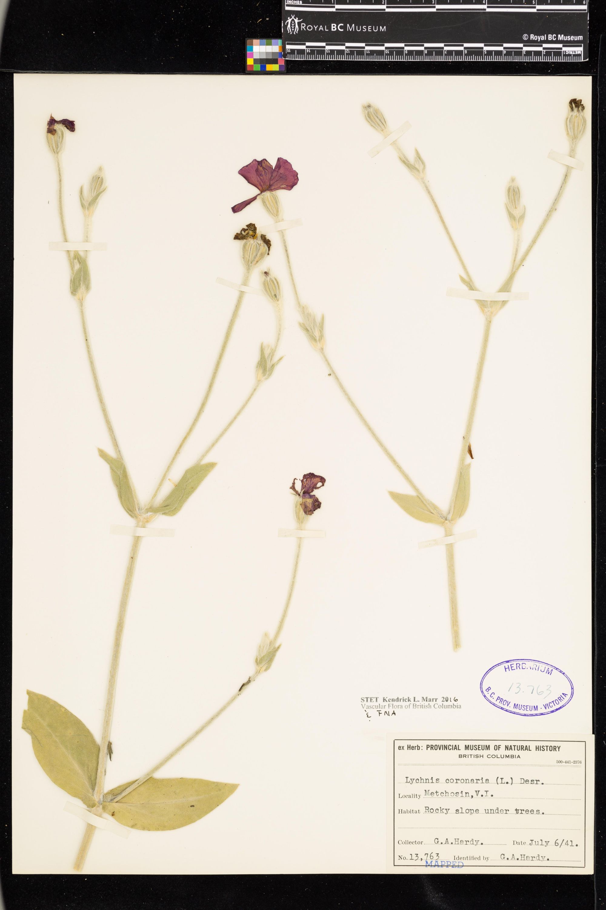 Image representing Lychnis coronaria.