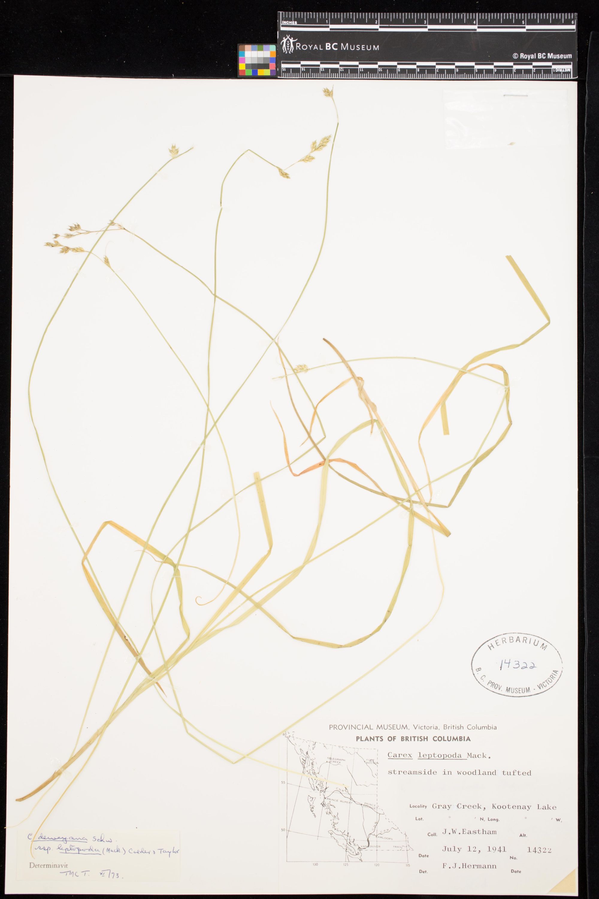 Image representing Carex deweyana.