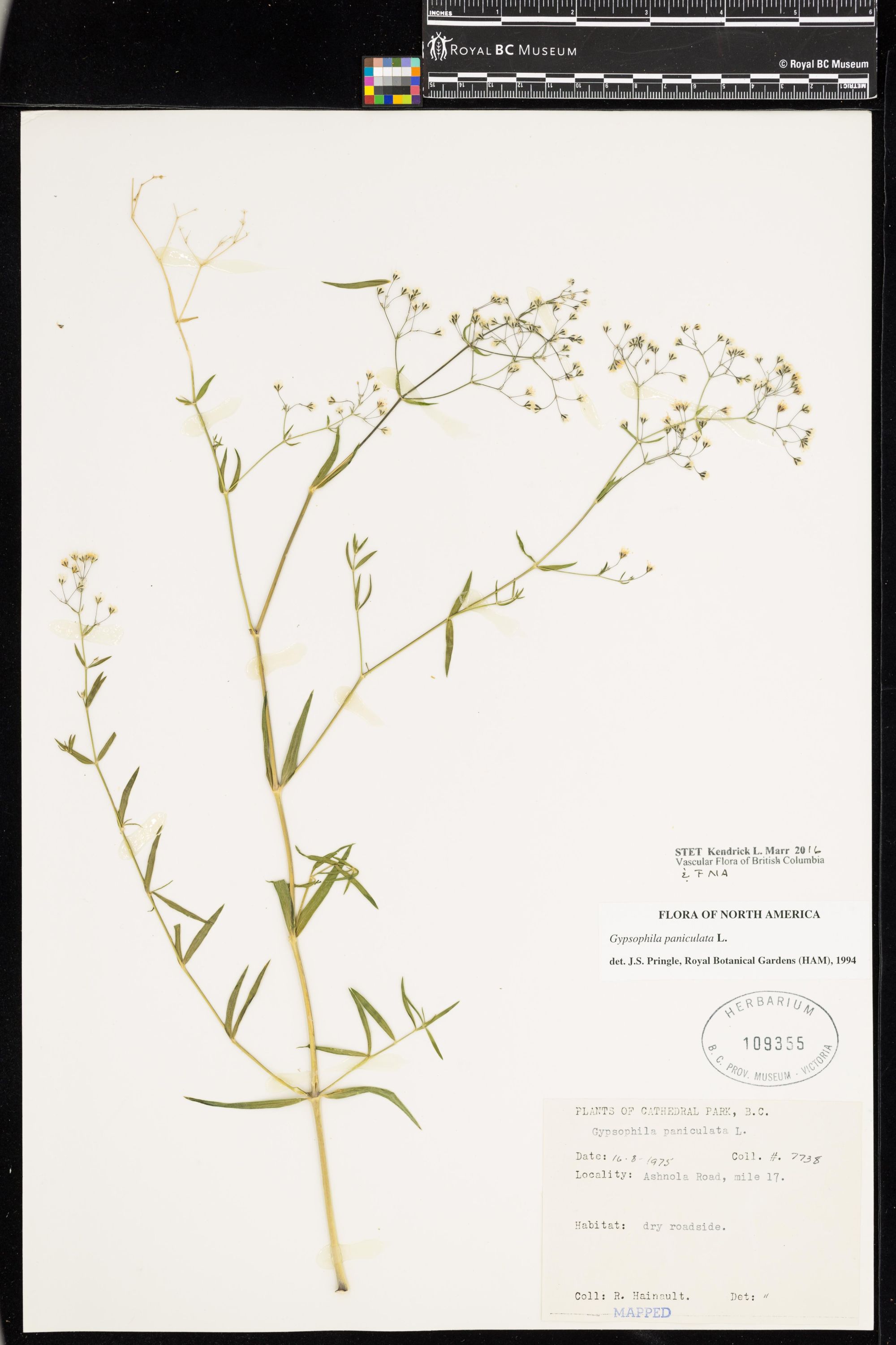 Image representing Gypsophila paniculata.