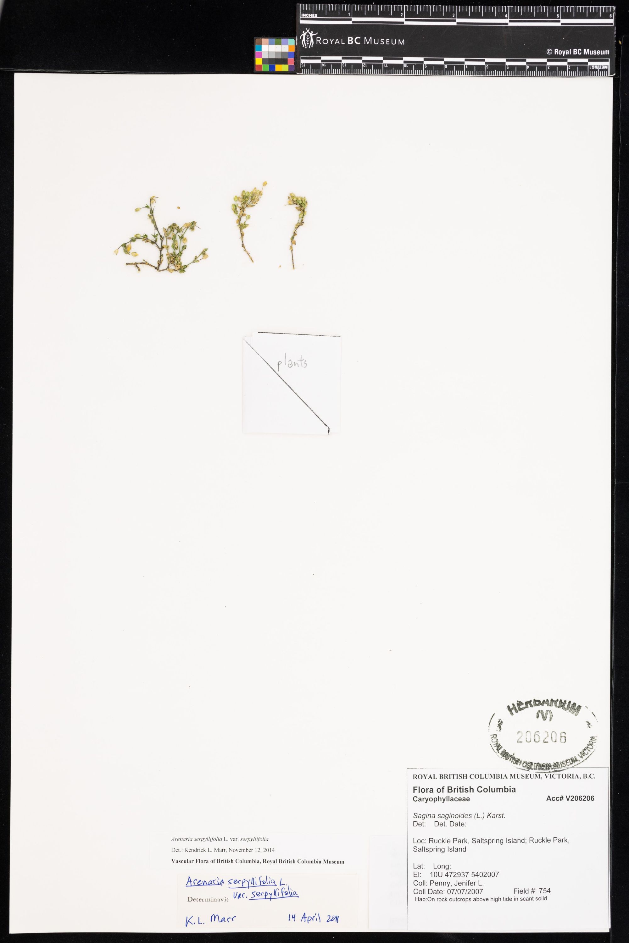 Image representing Arenaria serpyllifolia var. serpyllifolia.