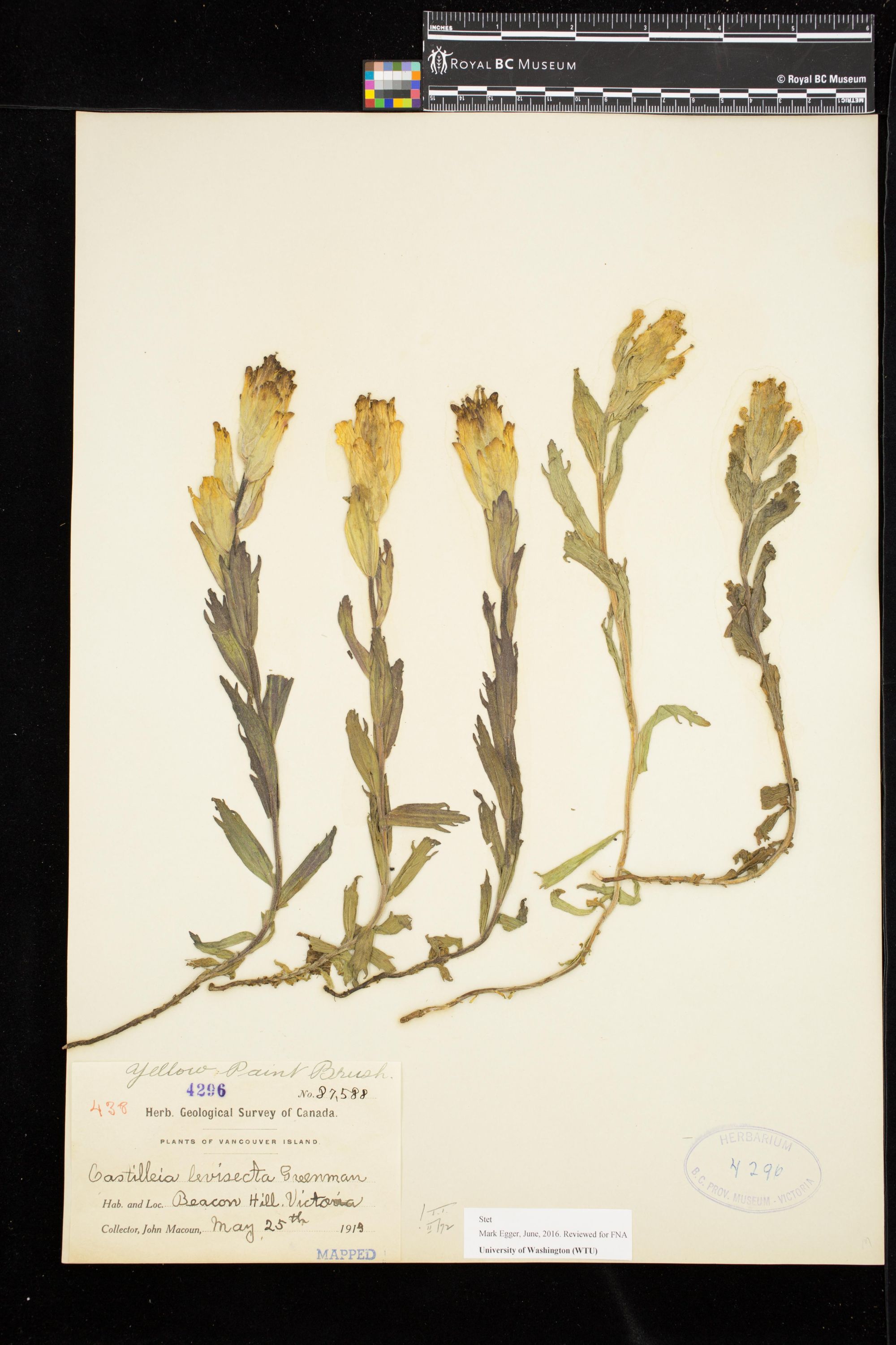 Image representing Castilleja levisecta.