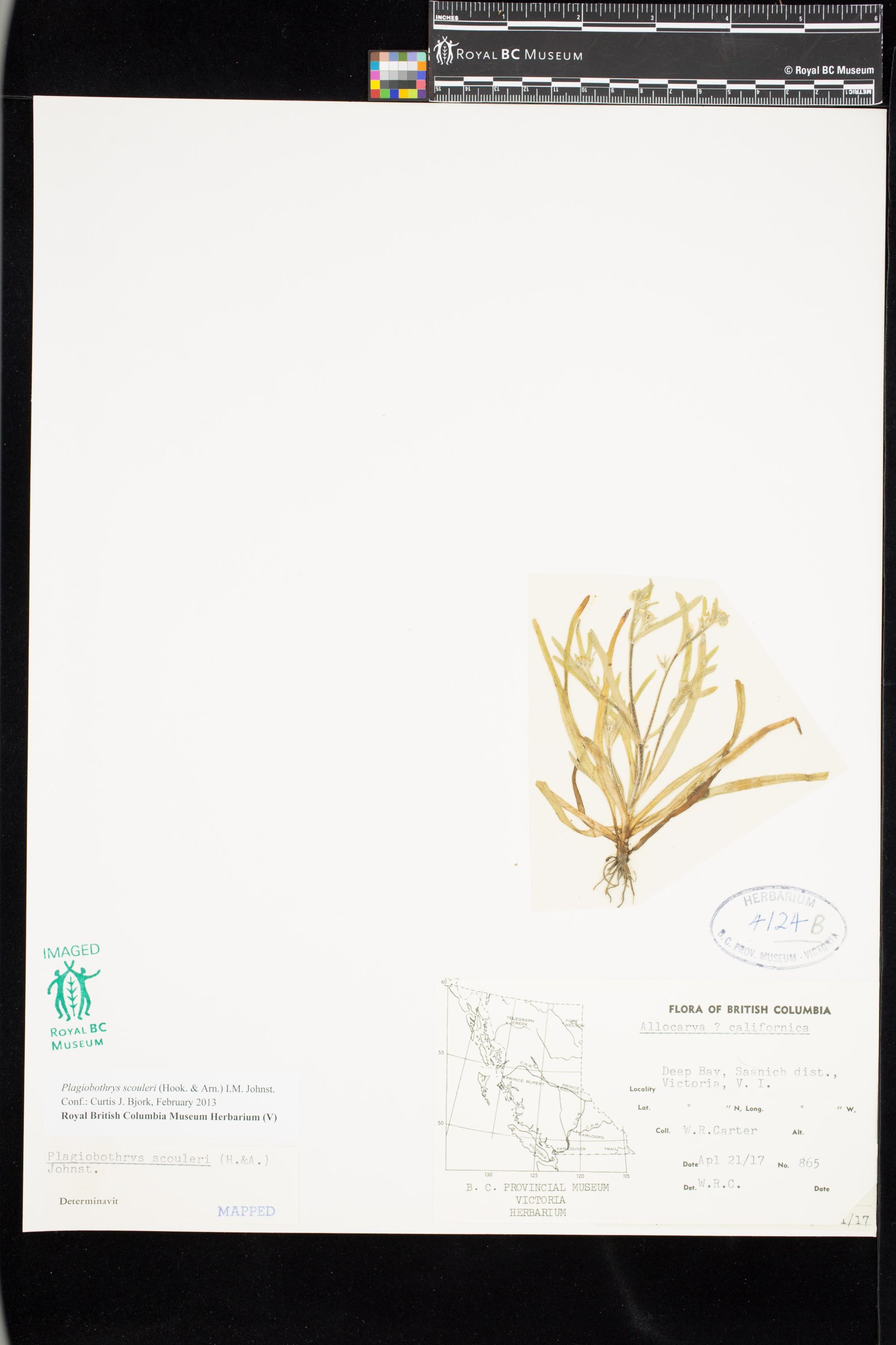 Image representing Plagiobothrys scouleri.